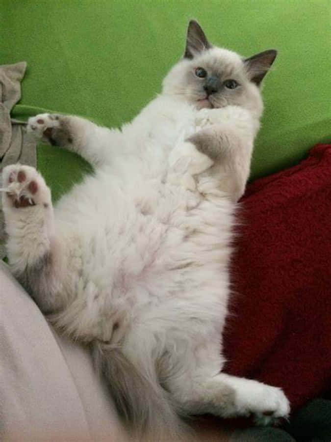 Un Momento Felino Divertido - Gato Lindo y Gracioso Fondos de pantalla