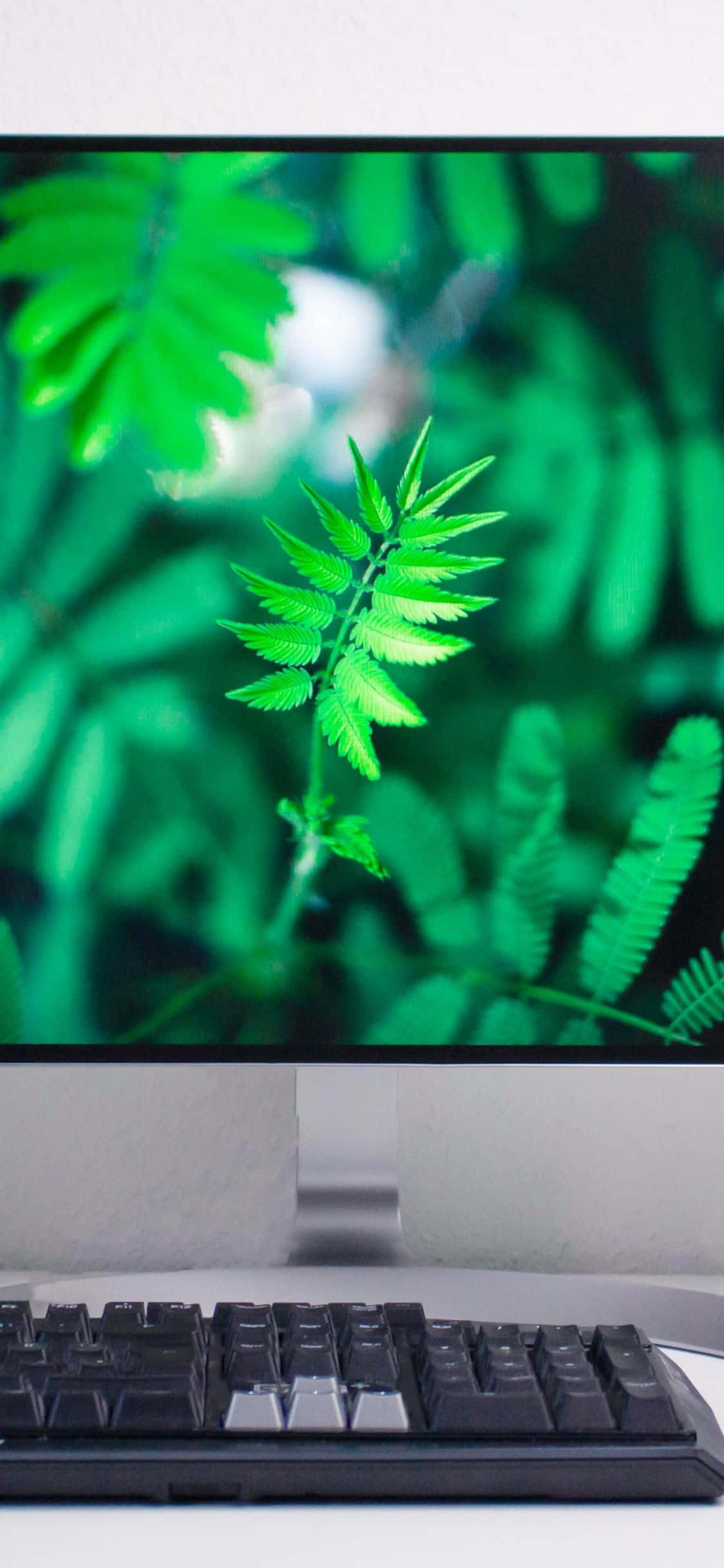 Un monitor de computadora con pantalla verde Fondos de pantalla