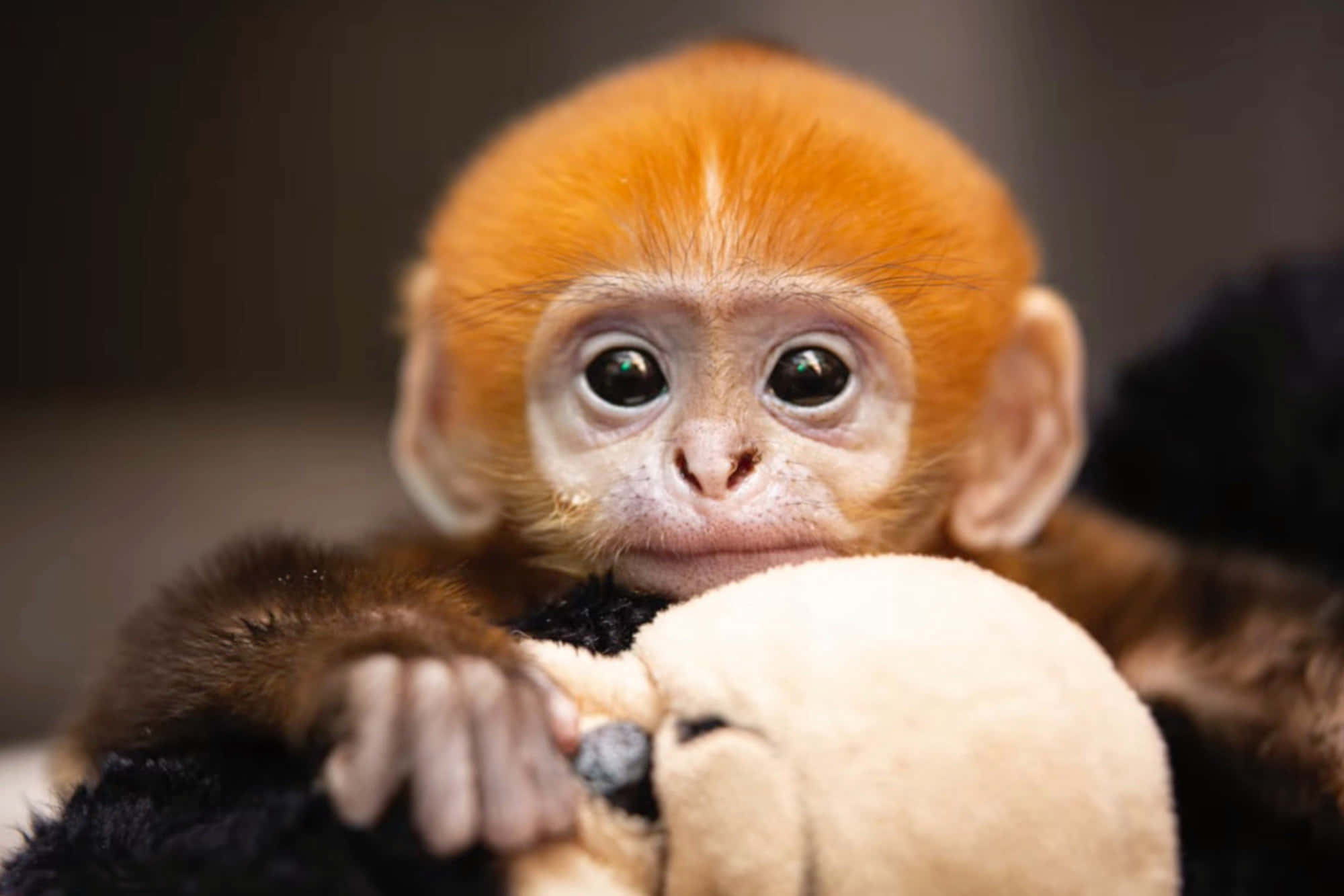 un mono bebé sostiene un peluche Fondos de pantalla