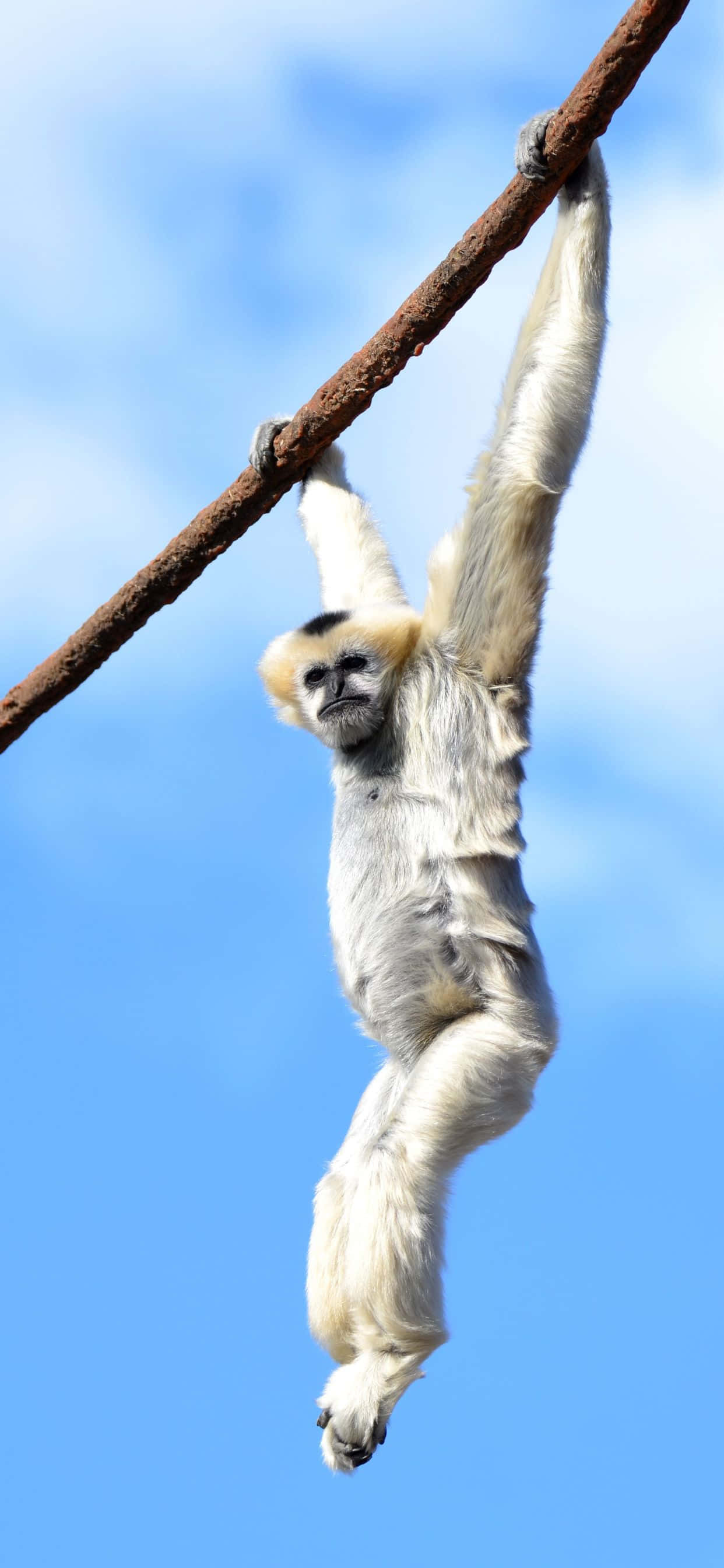 un mono blanco colgado de una cuerda Fondos de pantalla