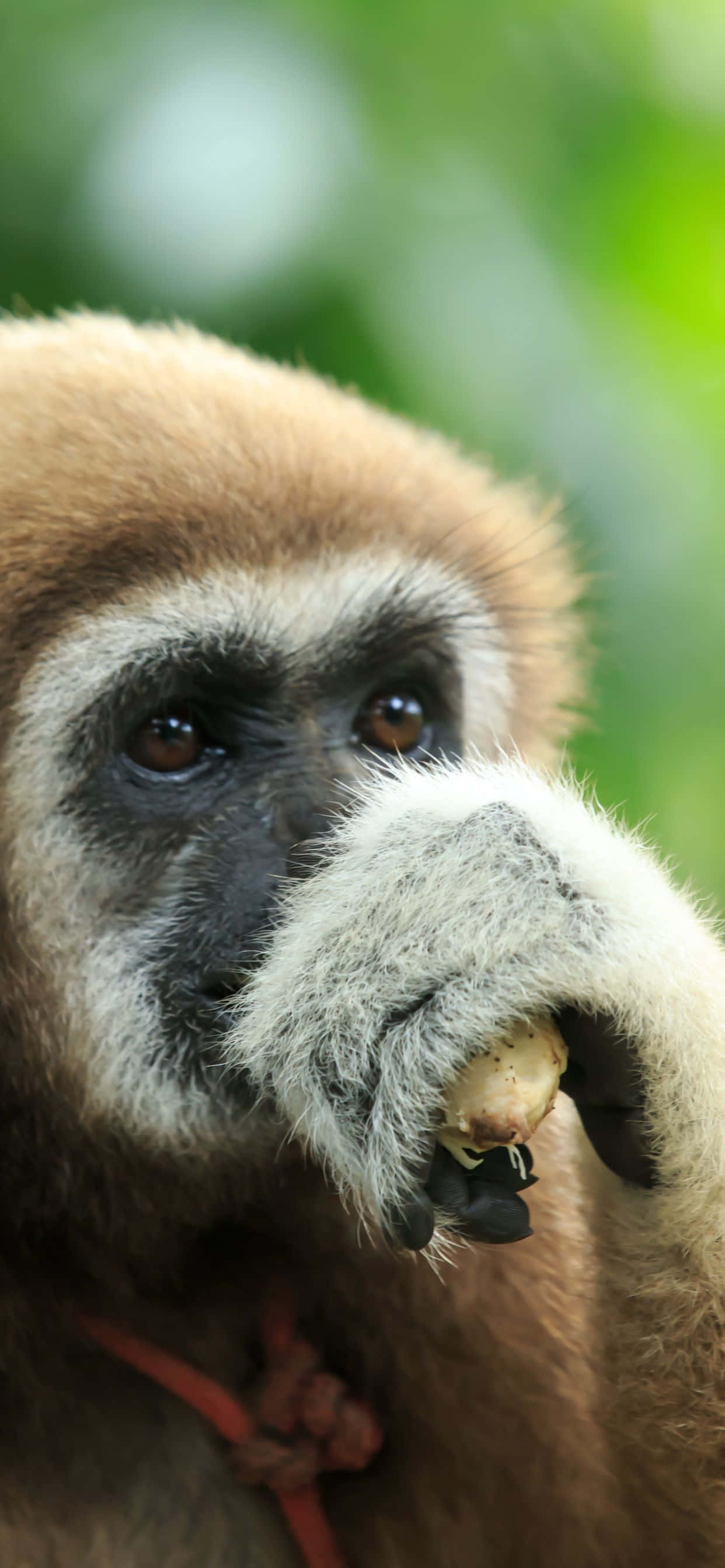 un mono comiendo una pieza de fruta Fondos de pantalla