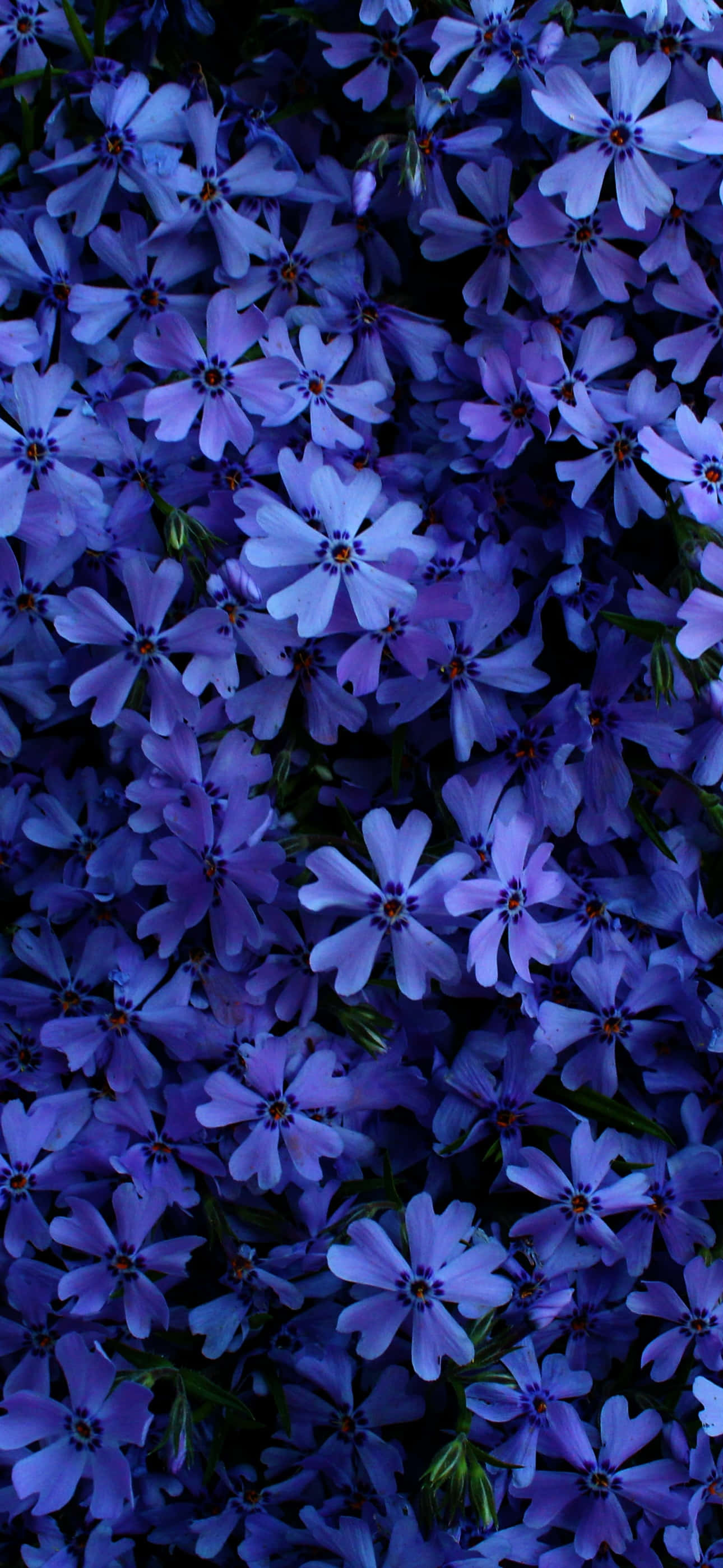 un montón de flores azules Fondos de pantalla