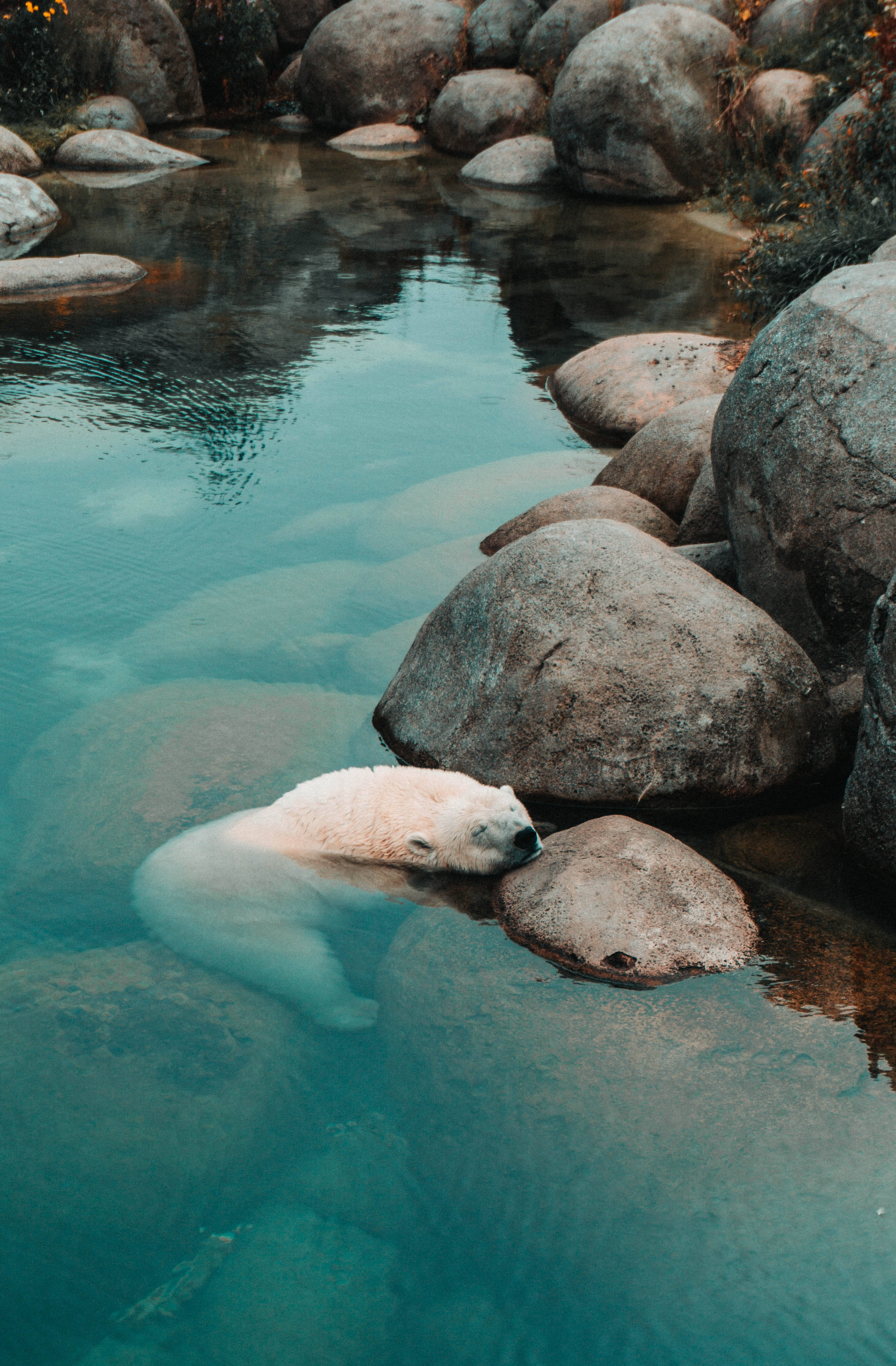 Un Oso Polar Descansando sobre una Gran Piedra Fondos de pantalla