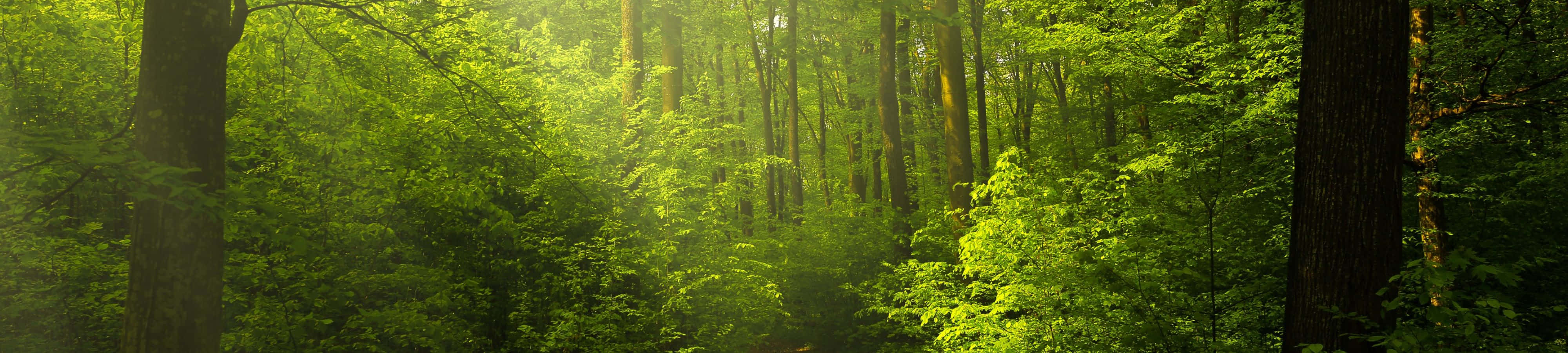 Un paisaje pintoresco de un río serpenteante rodeado de exuberante vegetación Fondos de pantalla