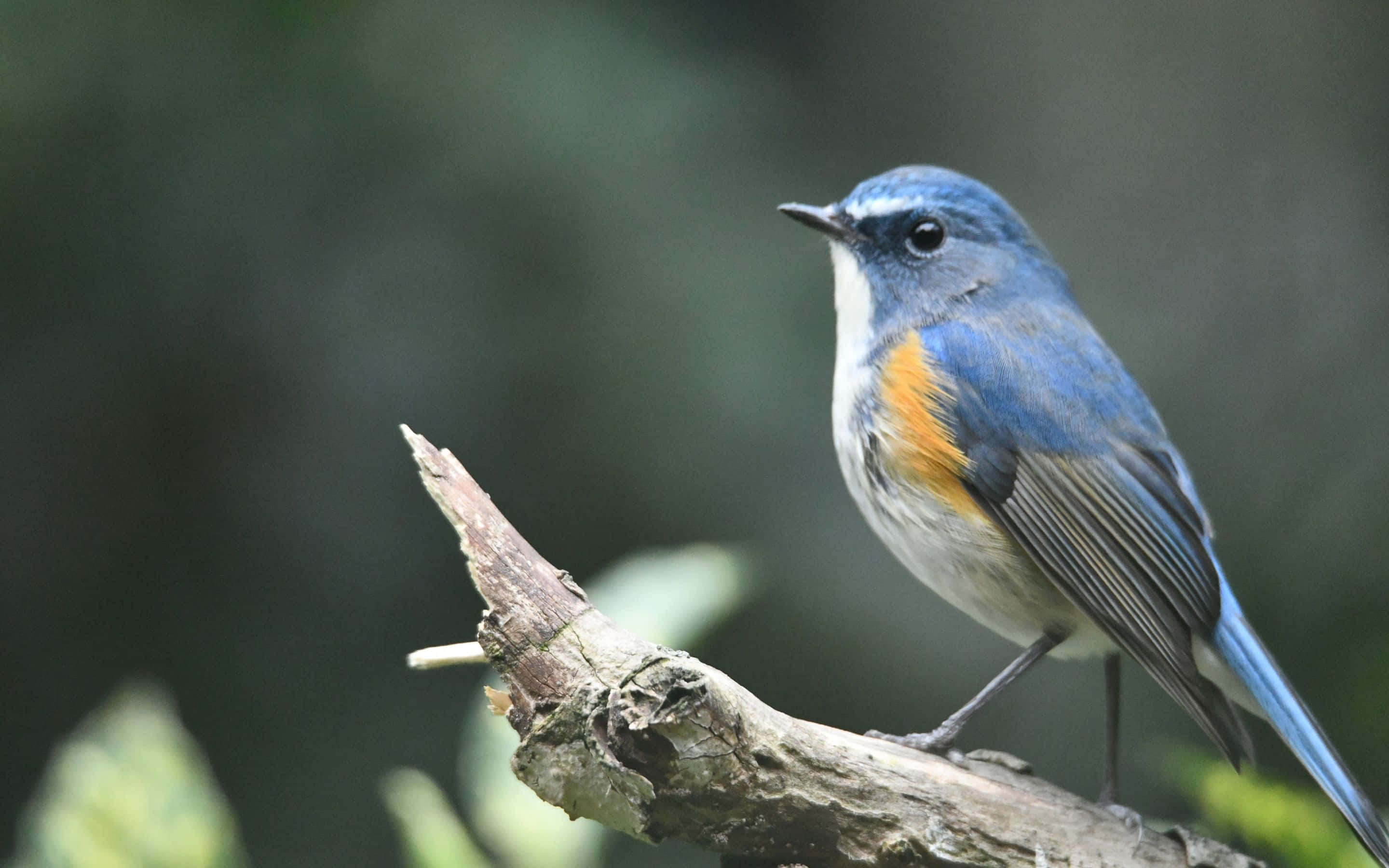 un pájaro azul está posado en una rama Fondos de pantalla