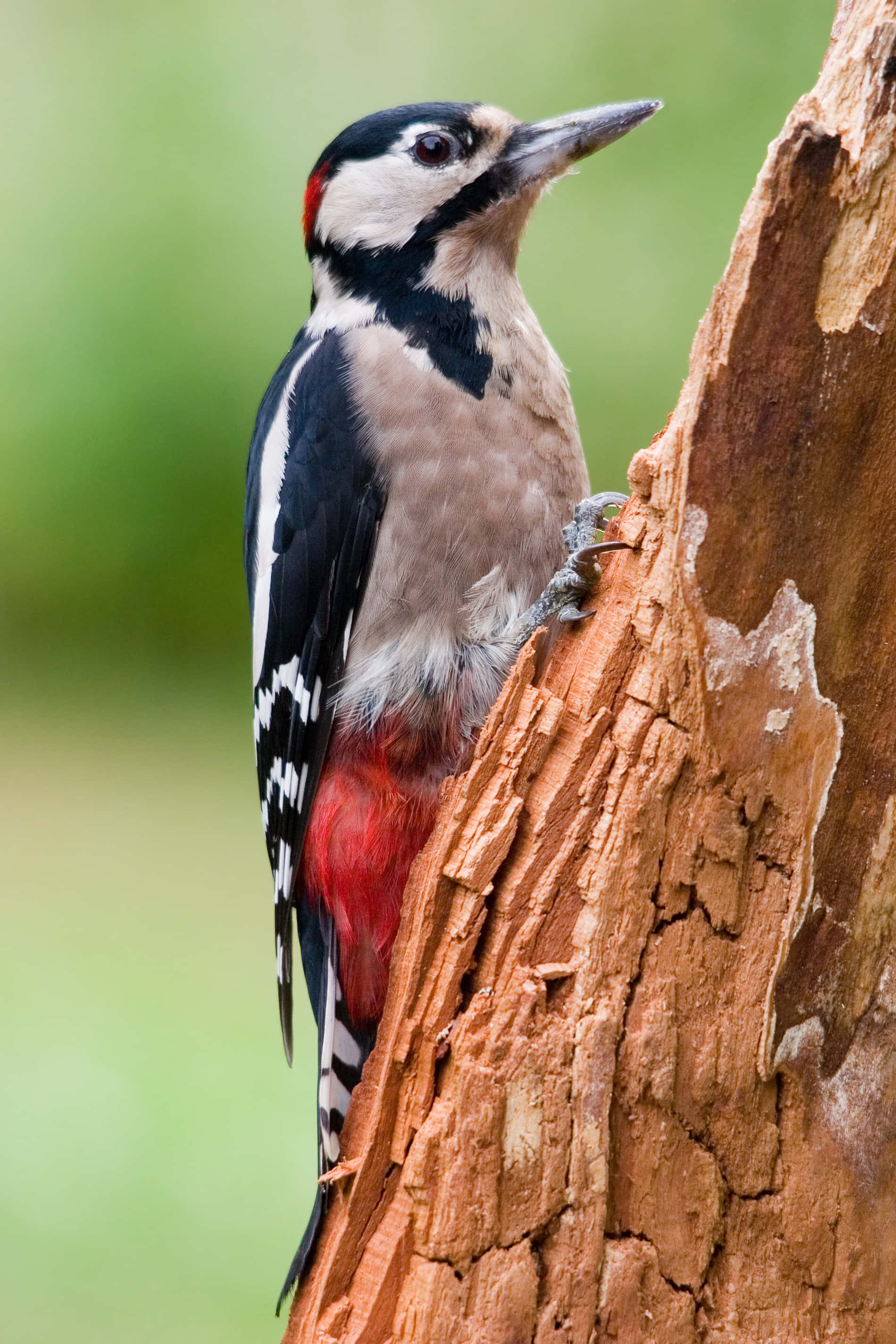 Un pájaro carpintero posado en un árbol Fondos de pantalla