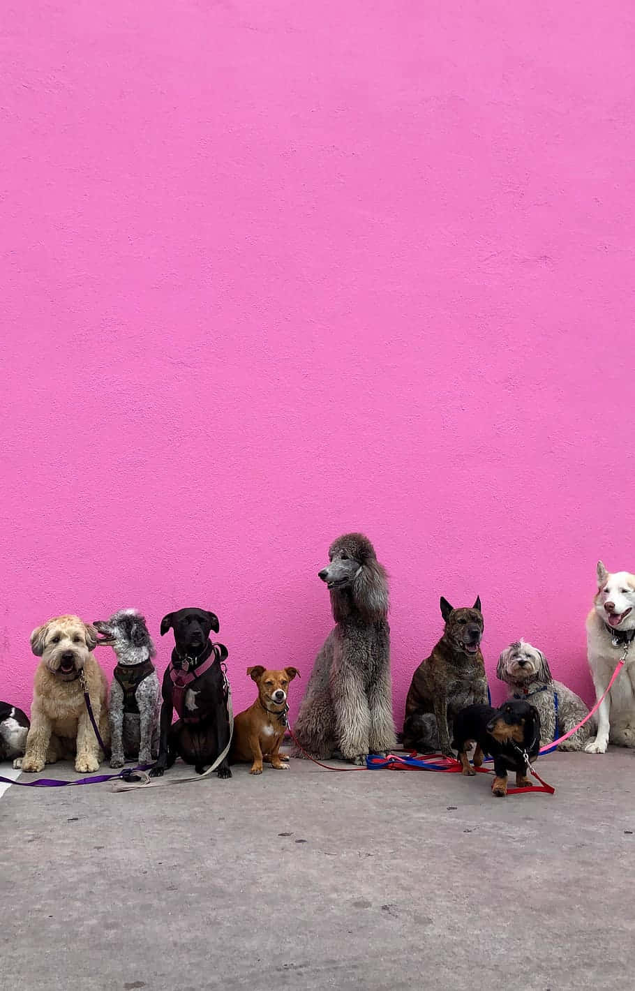 Un par de cachorritos de juguete rosados acurrucados en una almohada Fondos de pantalla