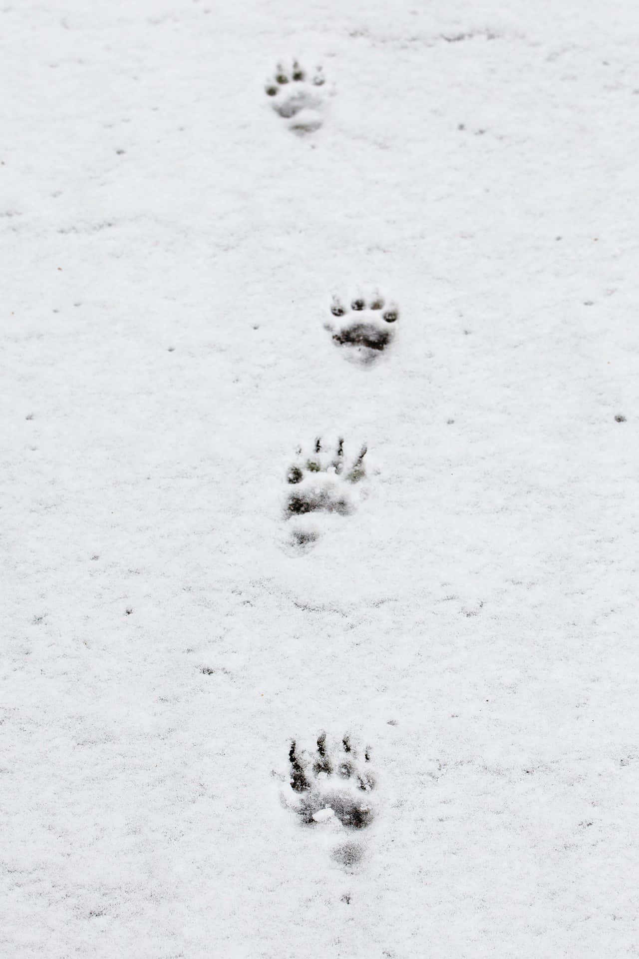 un par de huellas de patas en la nieve Fondos de pantalla