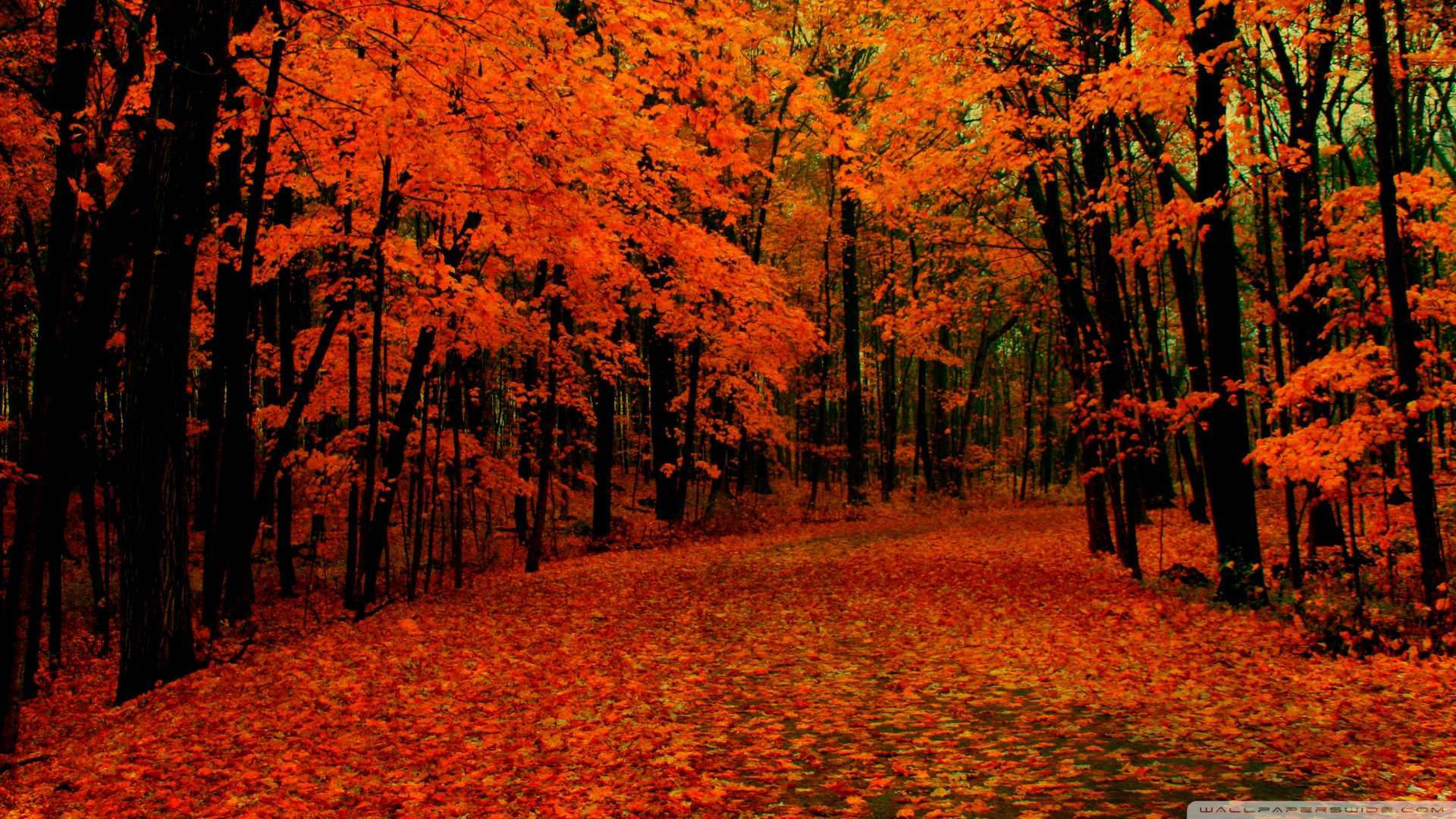 Un paseo delicado por un vívido bosque otoñal rojo Fondos de pantalla