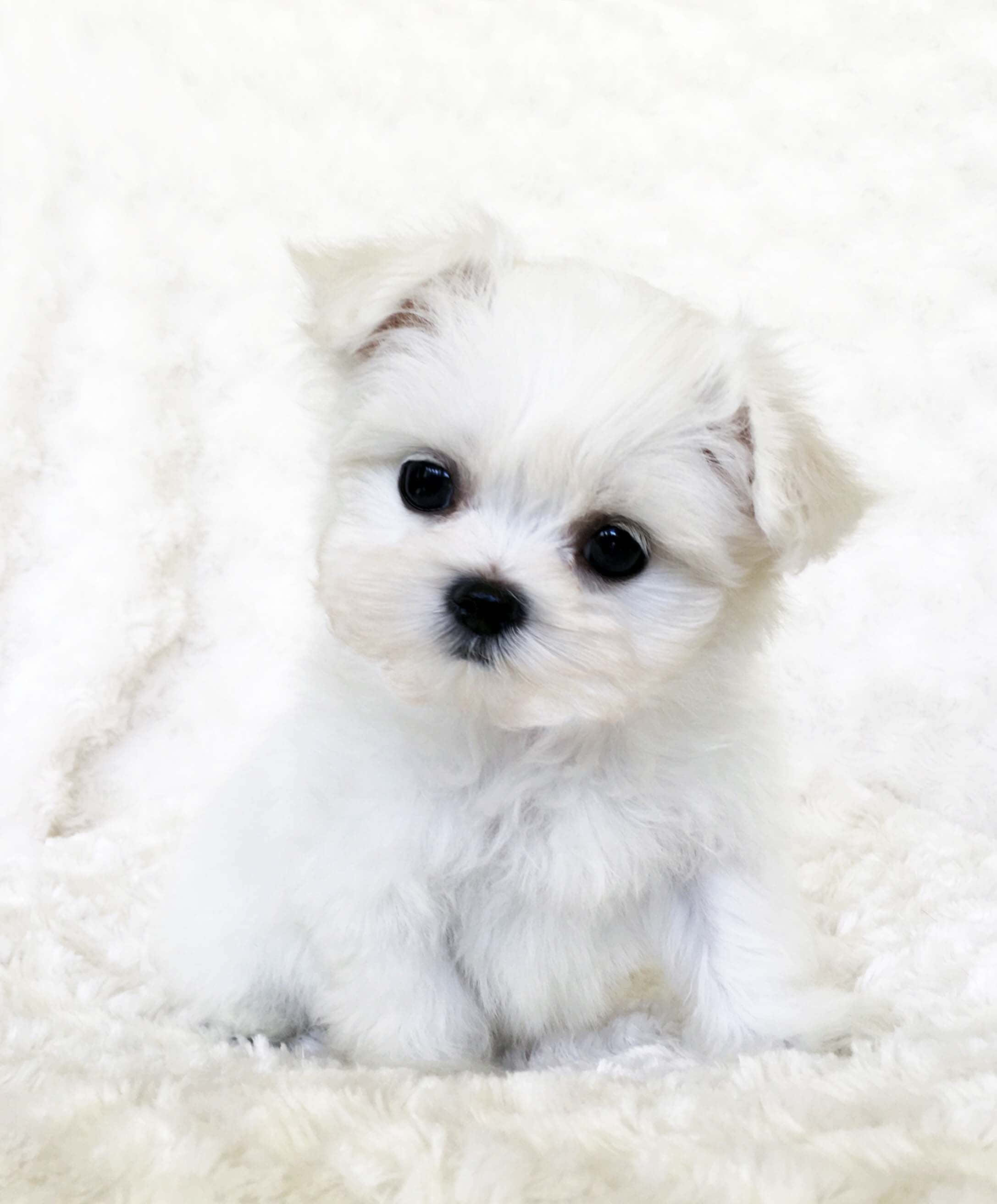 Un pequeño cachorro blanco sentado sobre una manta blanca Fondos de pantalla