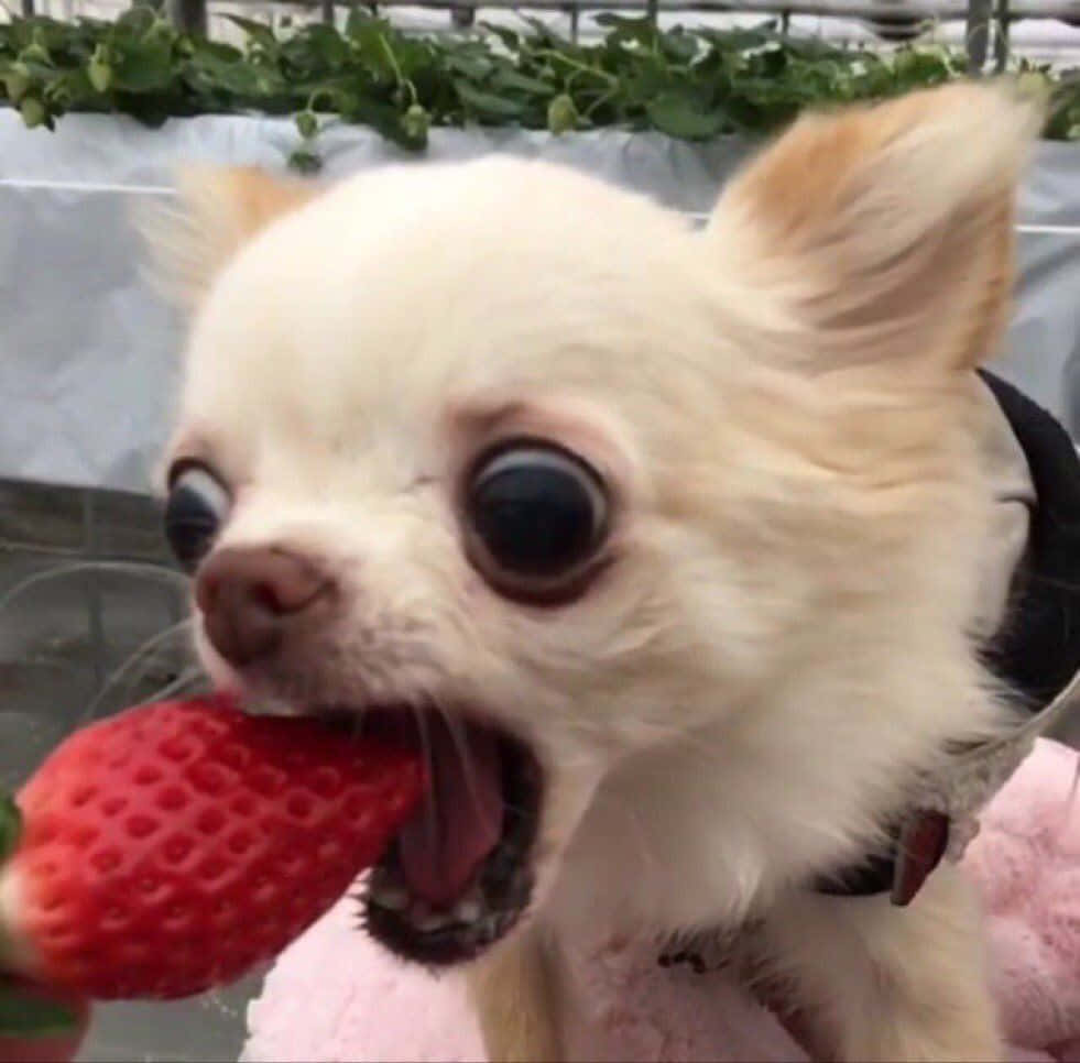 Un pequeño perro chihuahua comiendo una fresa Fondos de pantalla