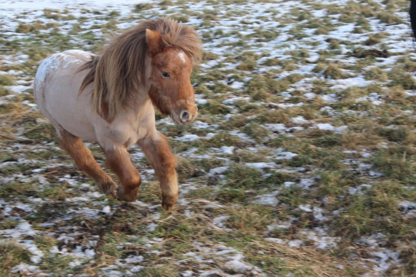 un pequeño pony corriendo en la nieve Fondos de pantalla