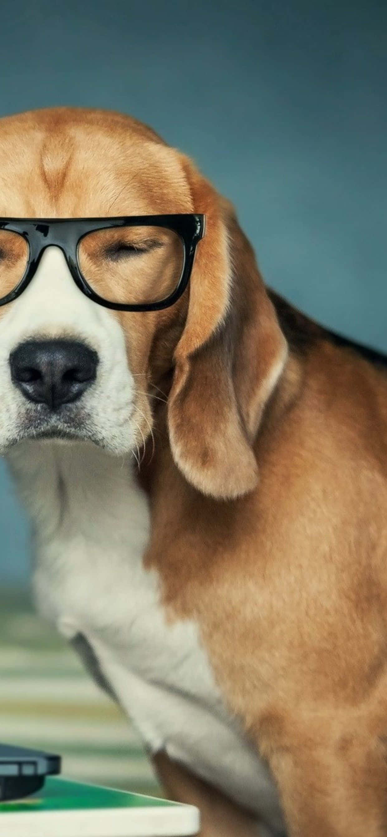 un perro con gafas sentado junto a una laptop Fondos de pantalla