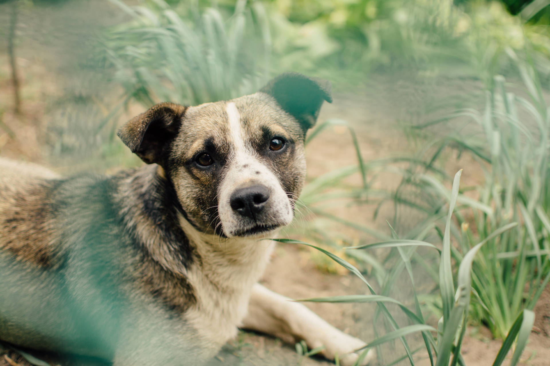 Fondo de pantalla de perro adulto sentado entre parches de pasto alto