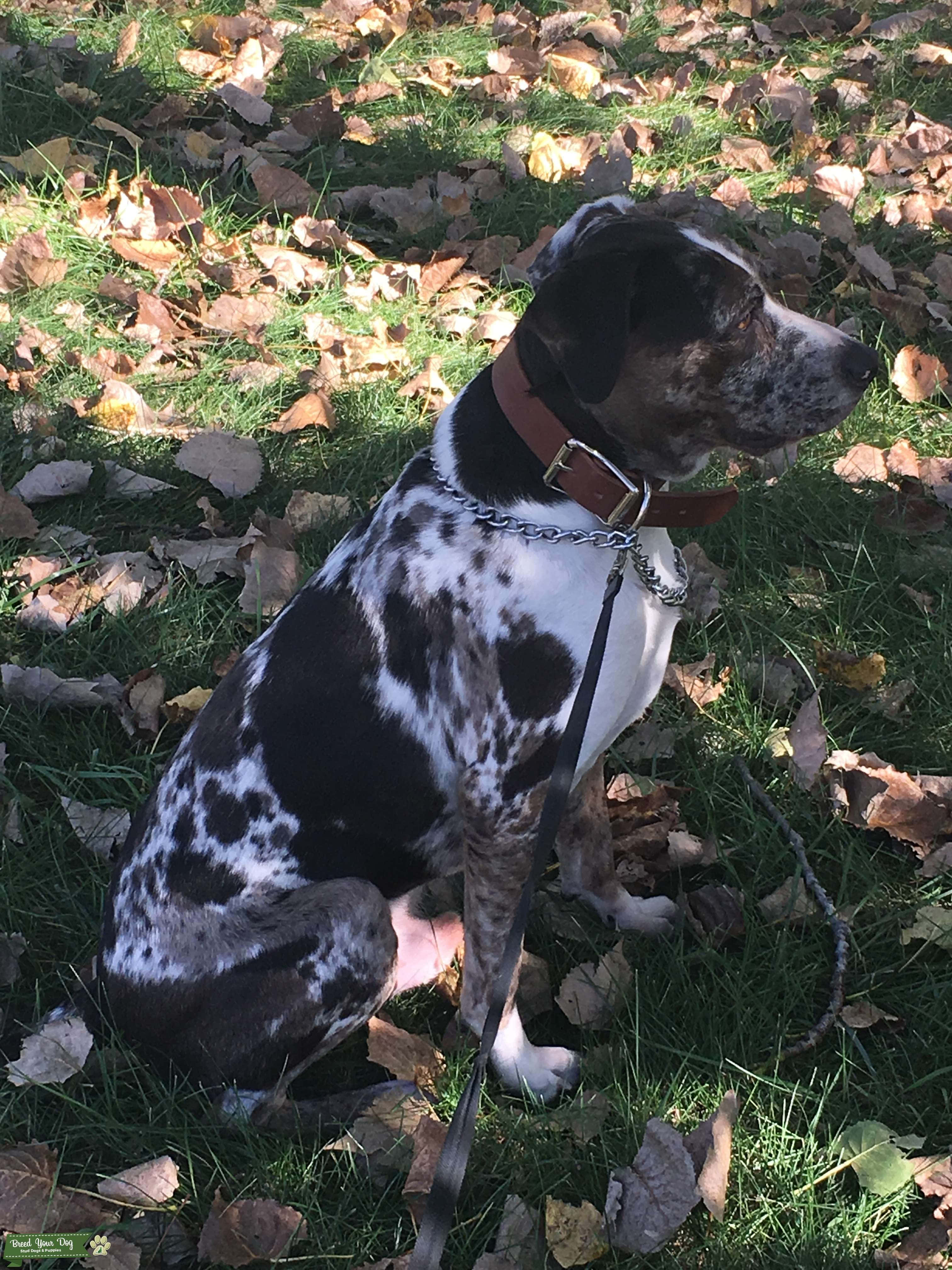 Un Perro Leopardo Catahoula tomando el sol Fondos de pantalla