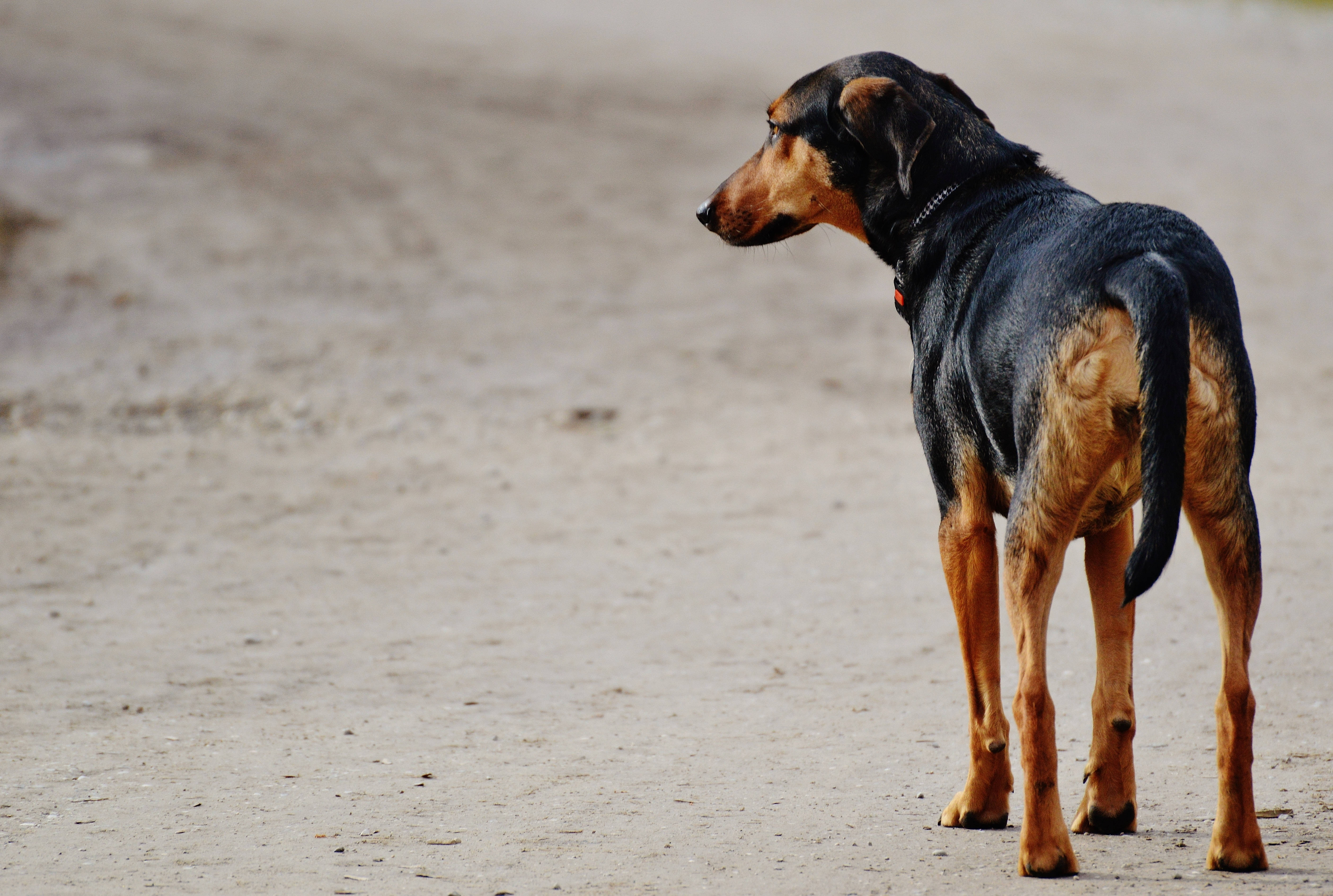 Un Perro Negro Espera con Anticipación Fondos de pantalla