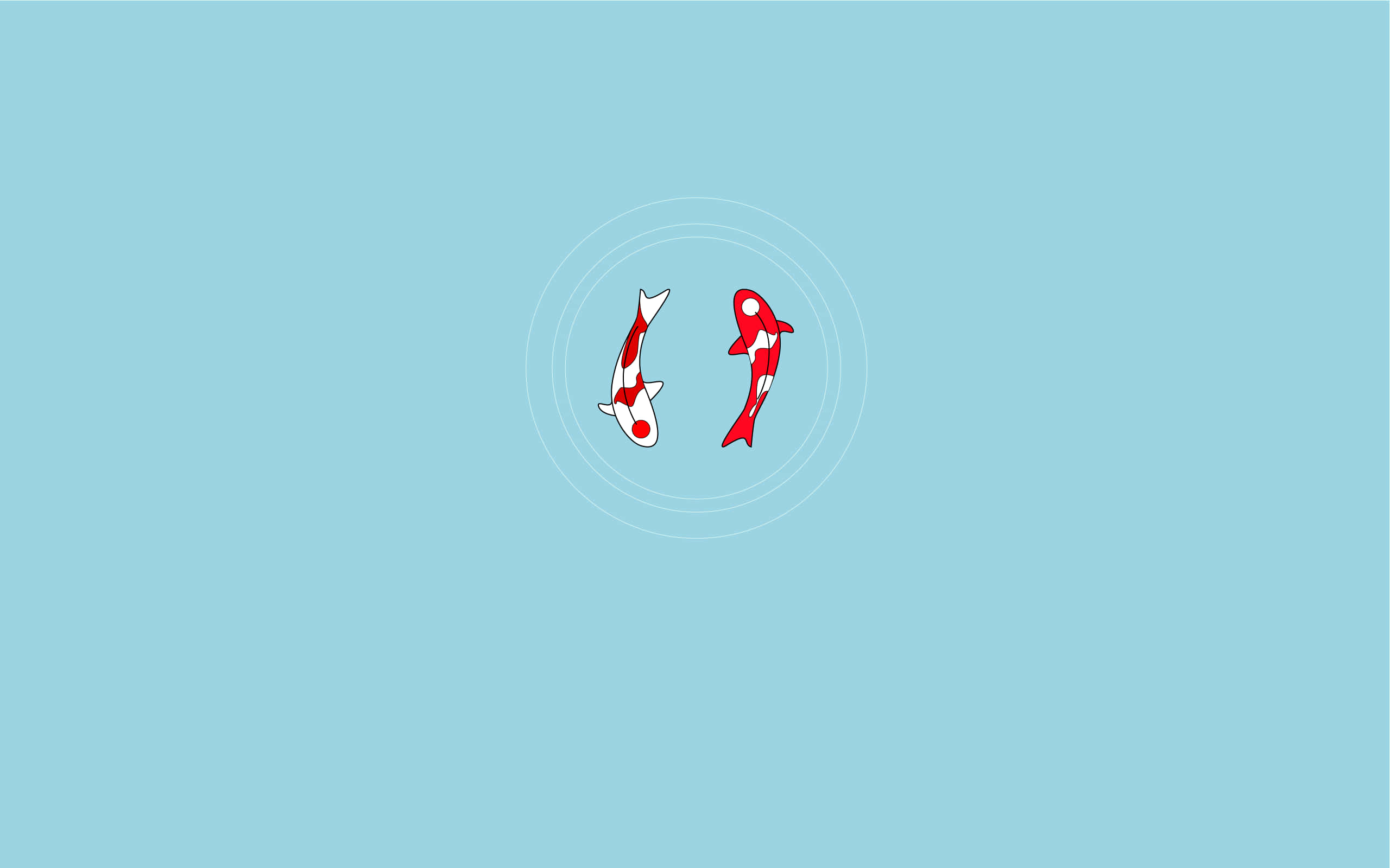 un pez rojo y blanco nadando en un fondo azul Fondos de pantalla
