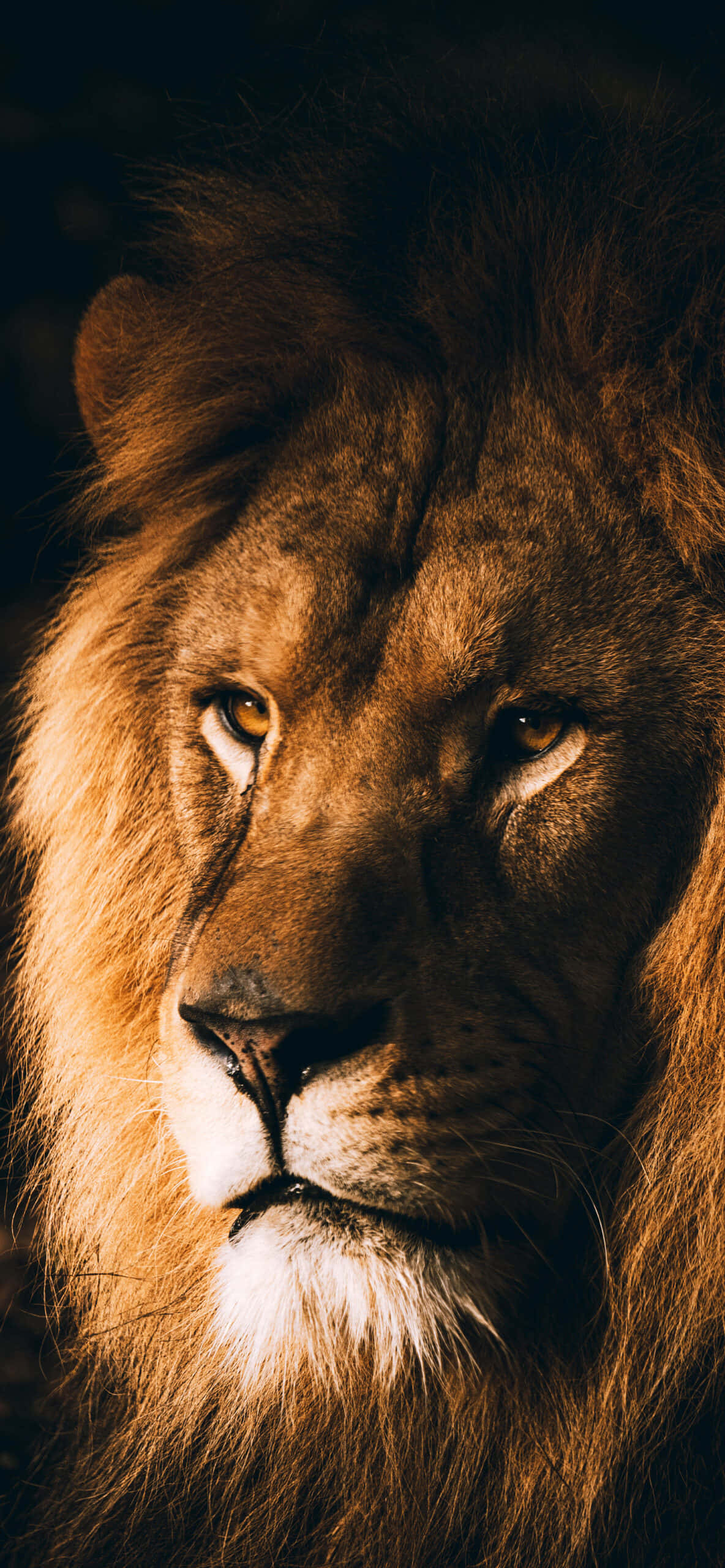 Un poderoso león ruge frente a la cámara Fondos de pantalla
