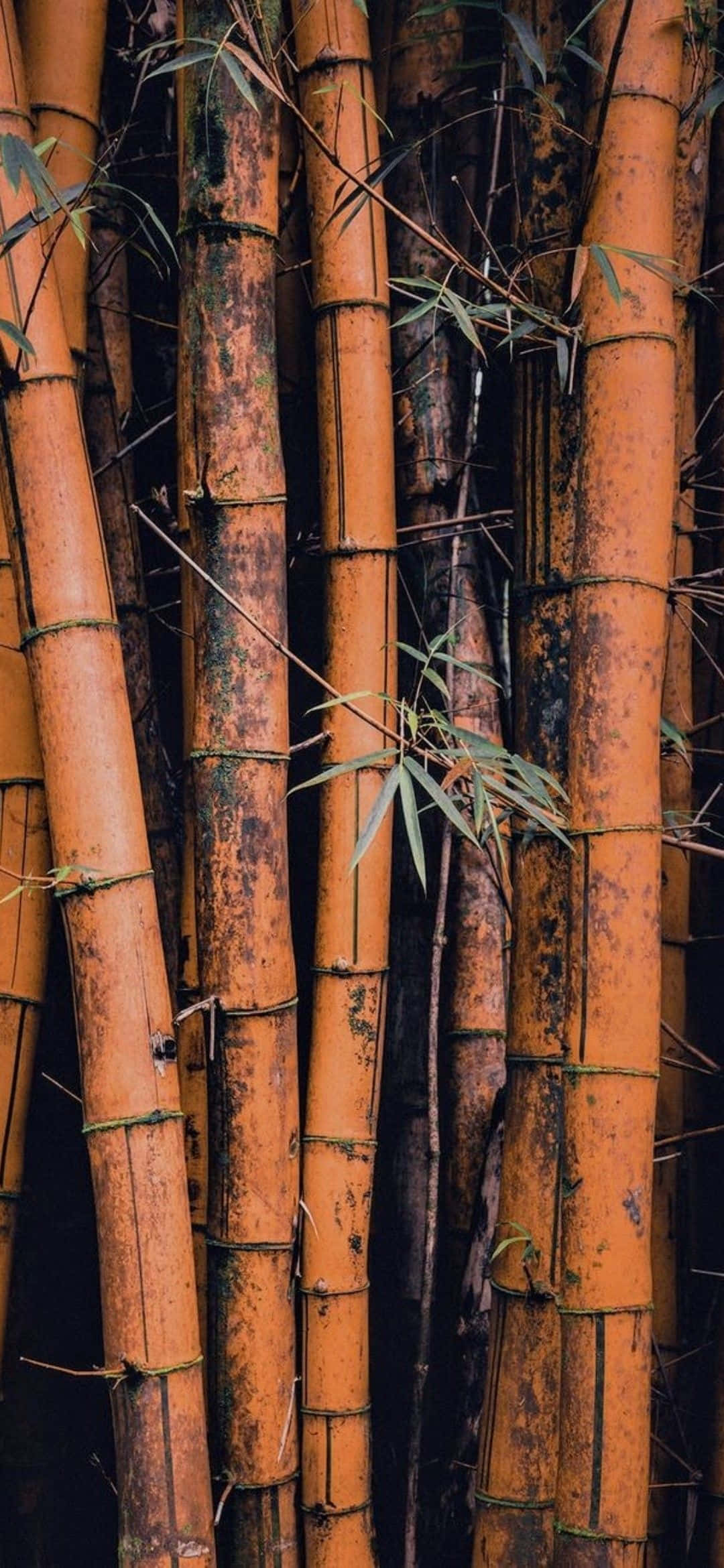 un primer plano de algunos árboles de bambú Fondos de pantalla
