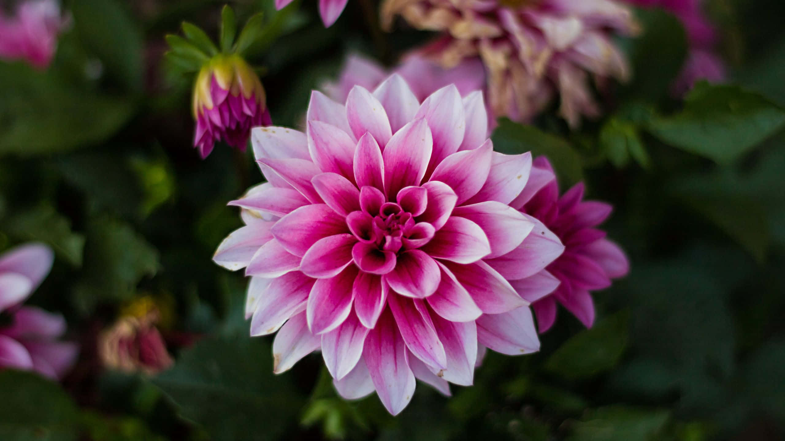 un primer plano de flores de dalia rosadas Fondos de pantalla