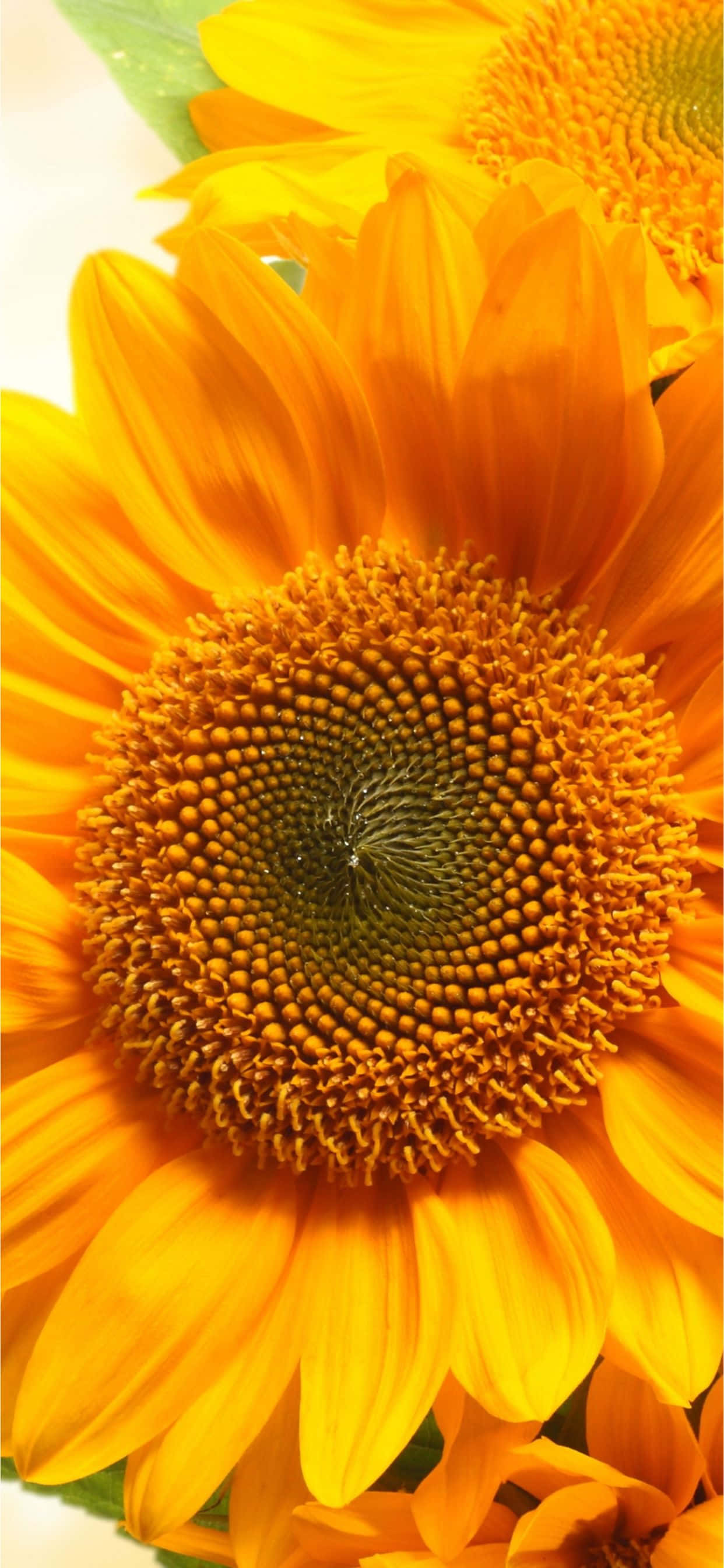 un primer plano de un girasol Fondos de pantalla