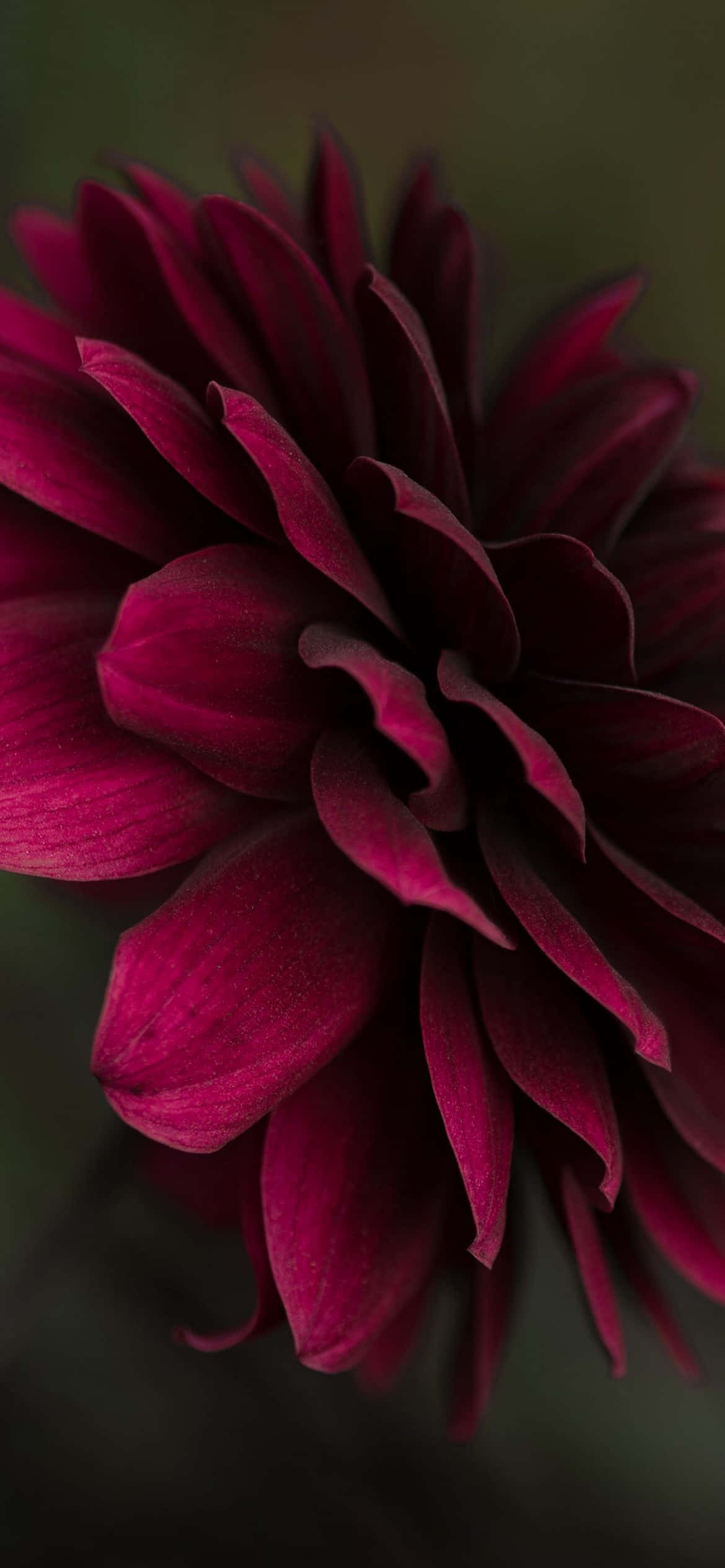 un primer plano de una flor morada Fondos de pantalla
