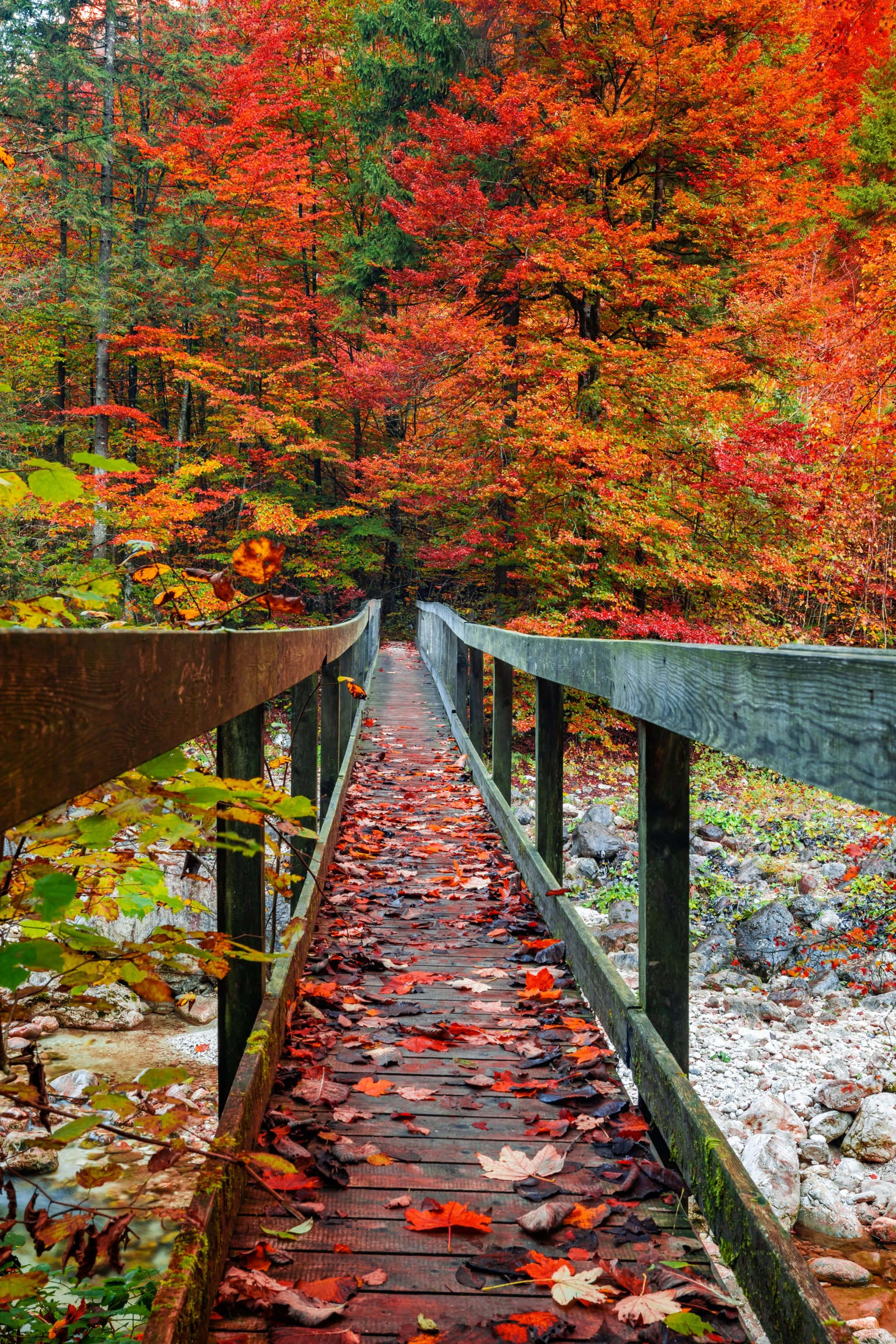 un puente de madera sobre un arroyo en otoño Fondos de pantalla