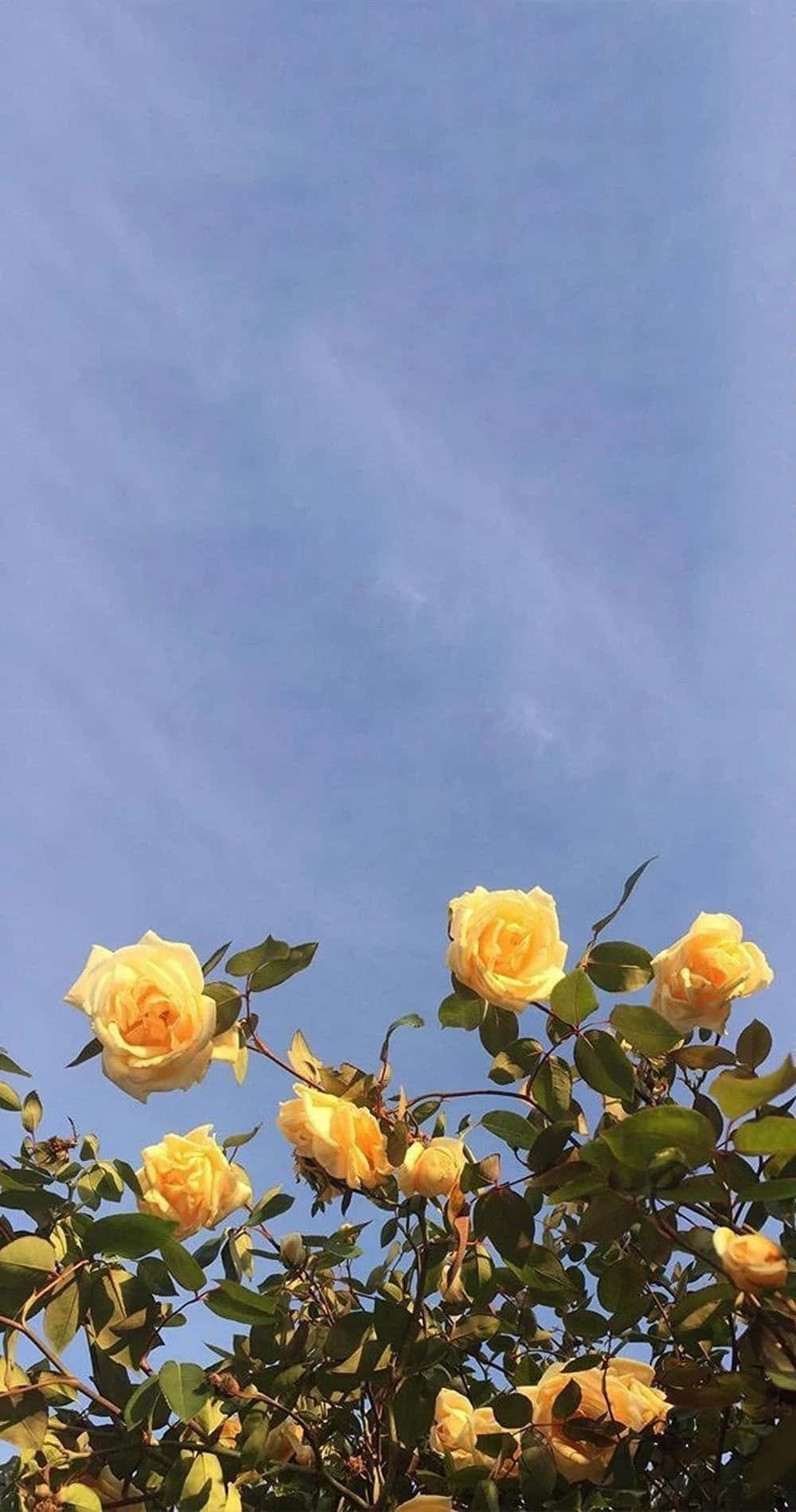 Un Ramo de Flores Estético Fondos de pantalla