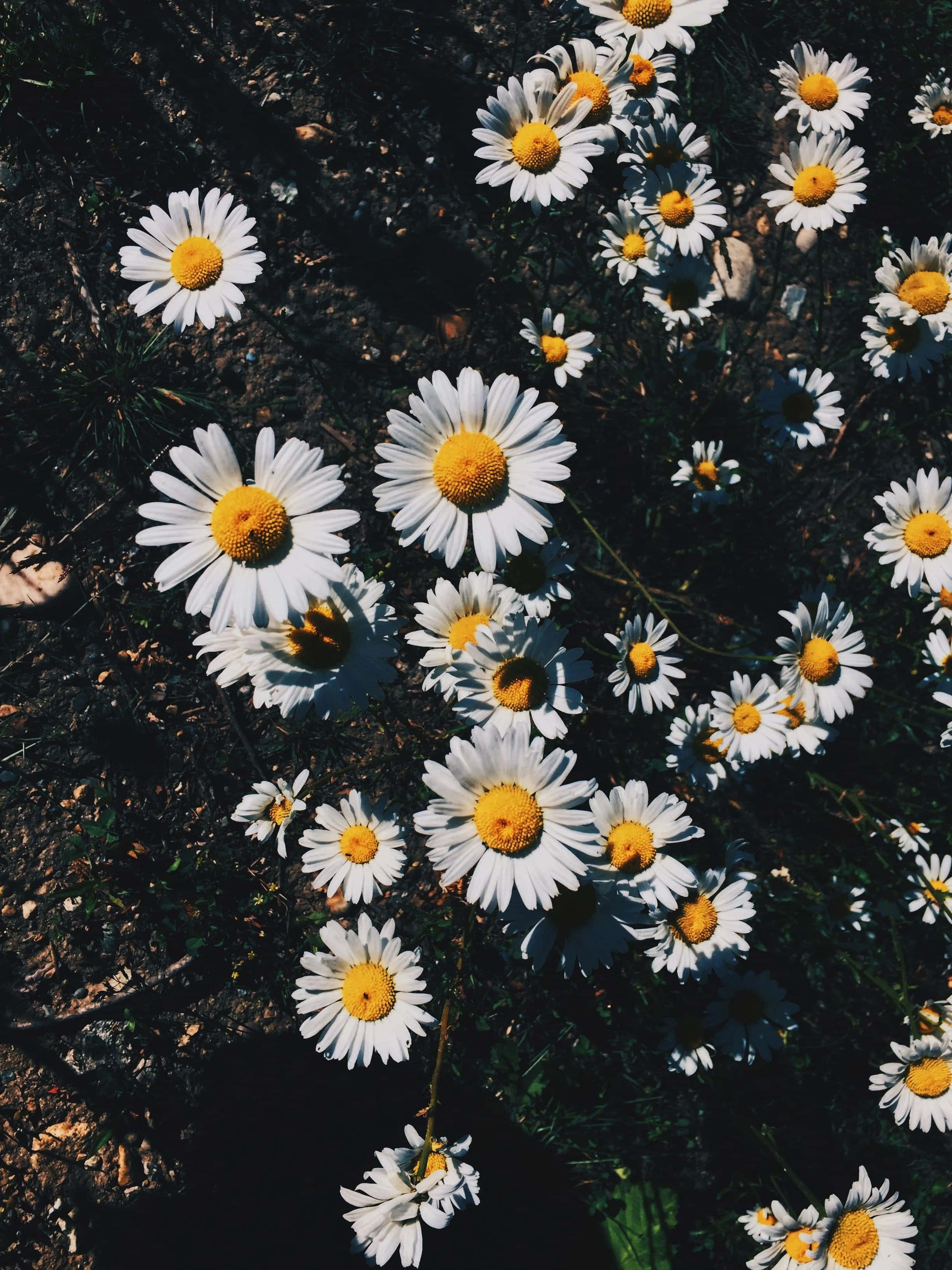 "Un Ramo de Flores Vibrantes y Estéticas" Fondos de pantalla
