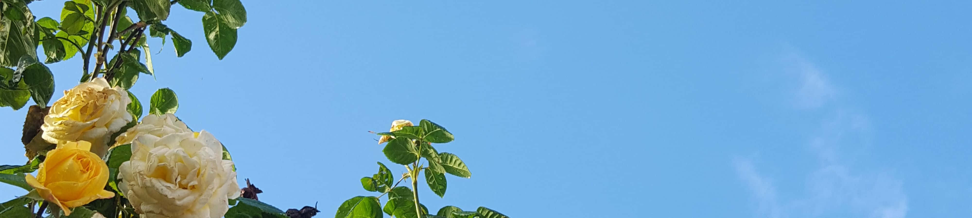 un reloj con flores en el cielo Fondos de pantalla