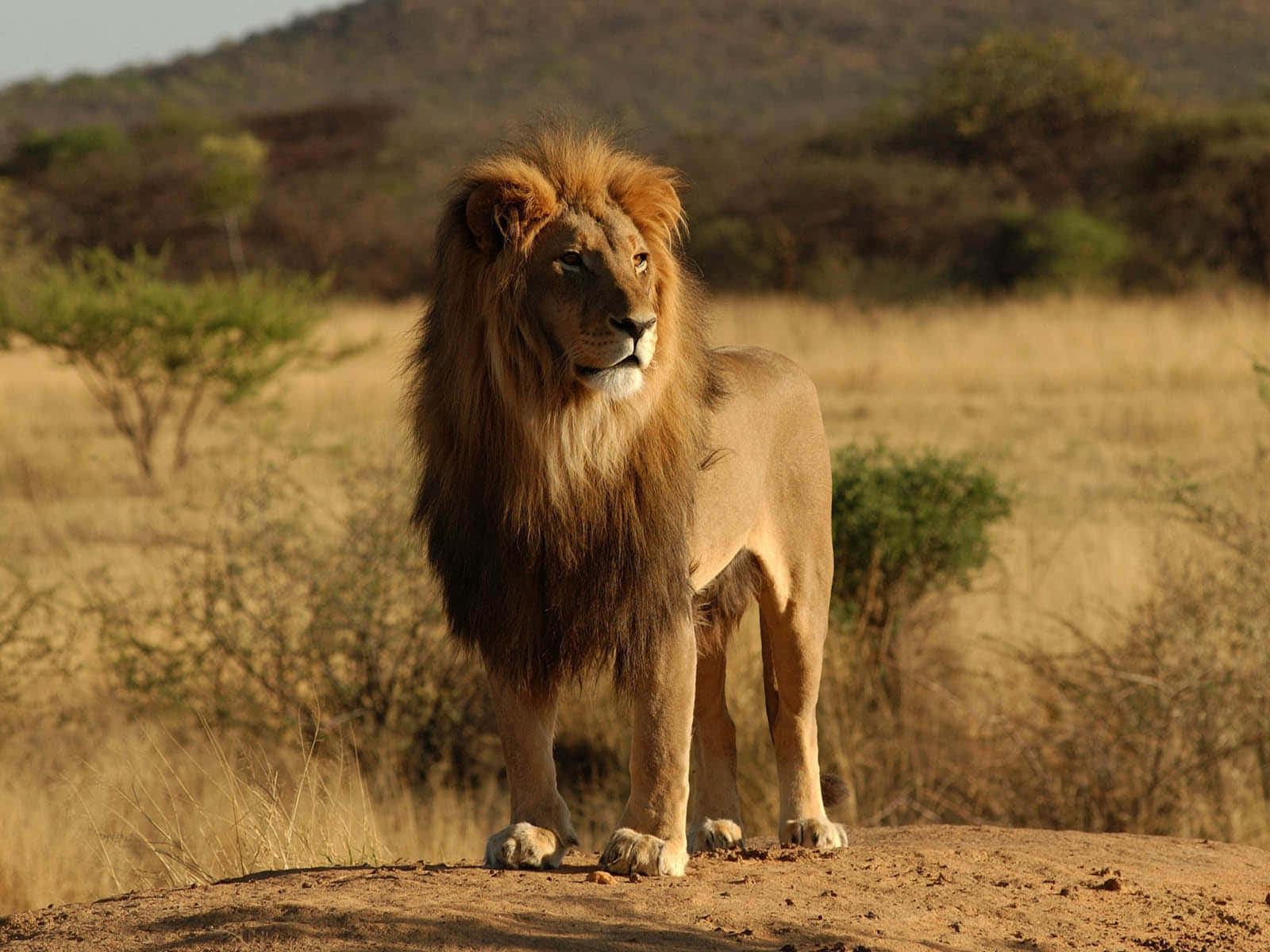 Un Rugido Majestuoso: la Vida del Rey, el León Fondos de pantalla