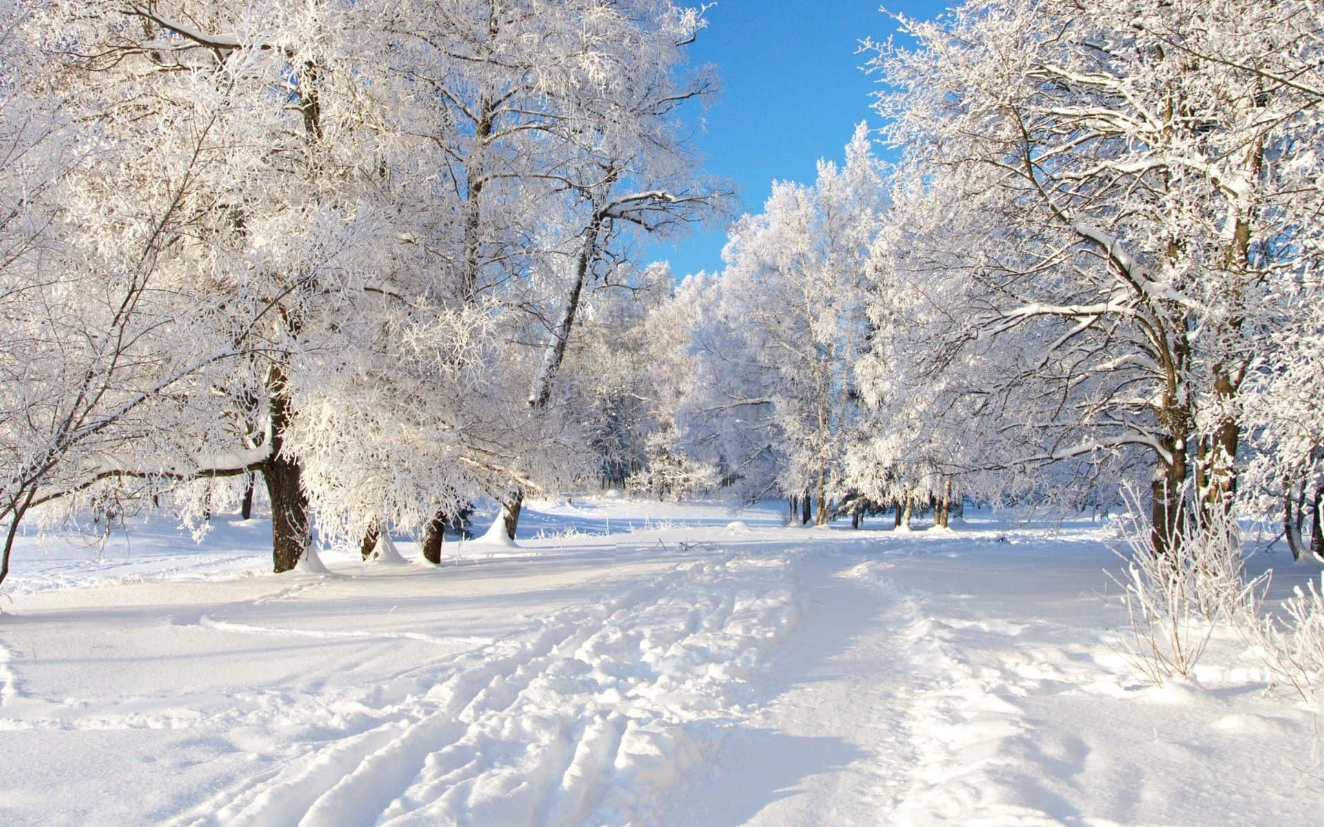 Un sendero cubierto de nieve en un bosque Fondos de pantalla