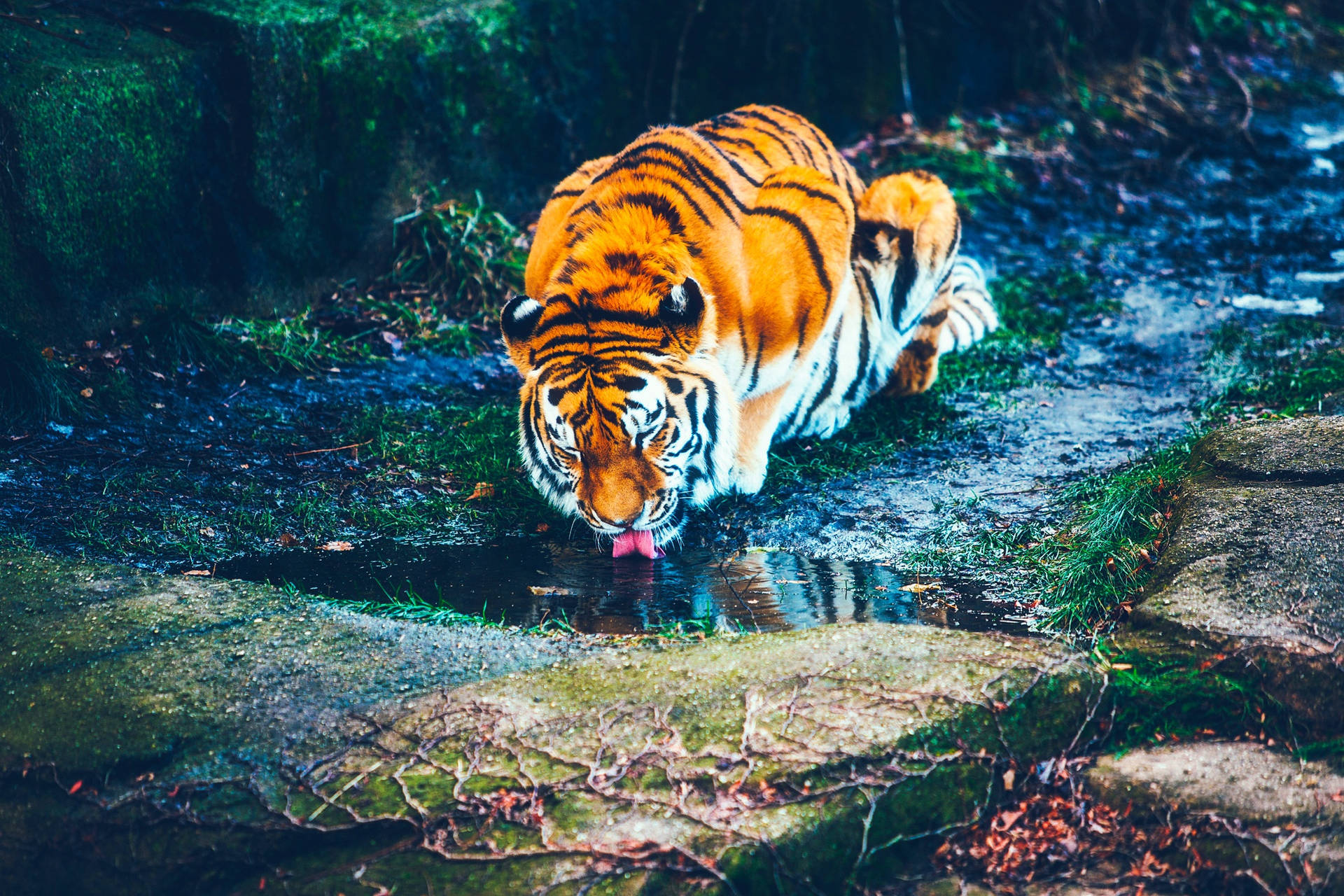 Fondo de pantalla de un tigre bebiendo agua en terreno lodoso.
