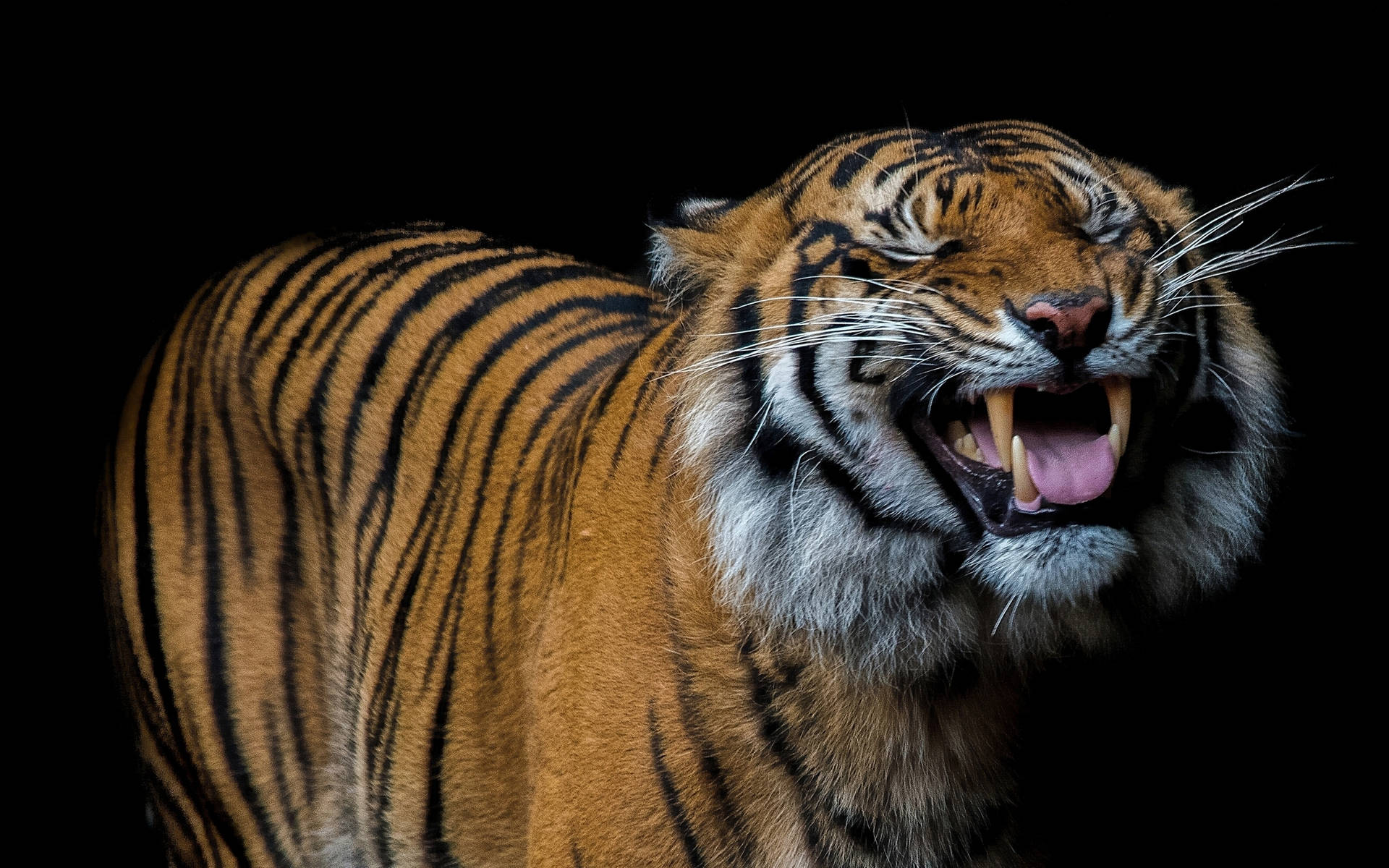 Fondo de pantalla de tigre sonriente feliz sobre fondo negro