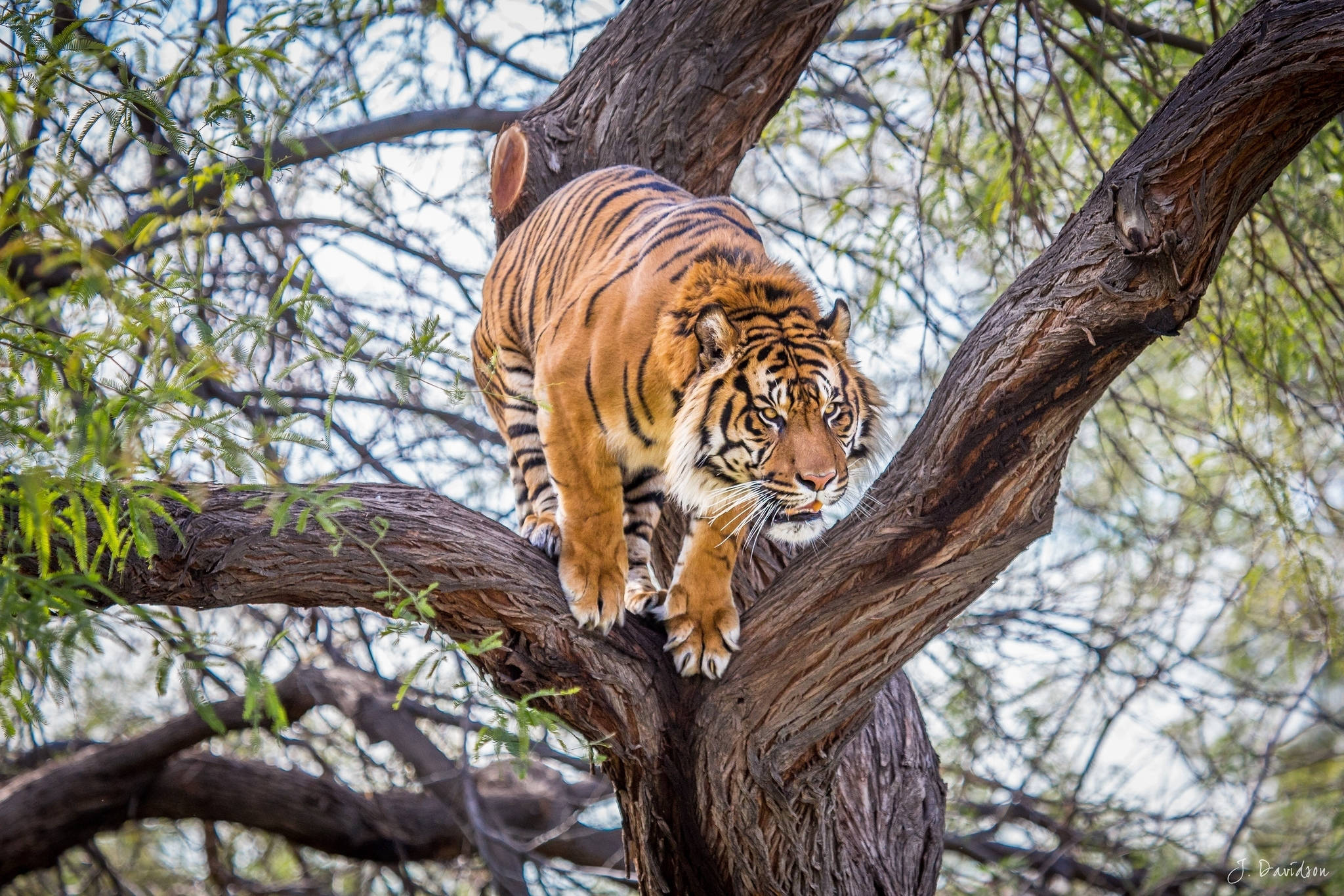 Un tigre salta entre los árboles Fondos de pantalla