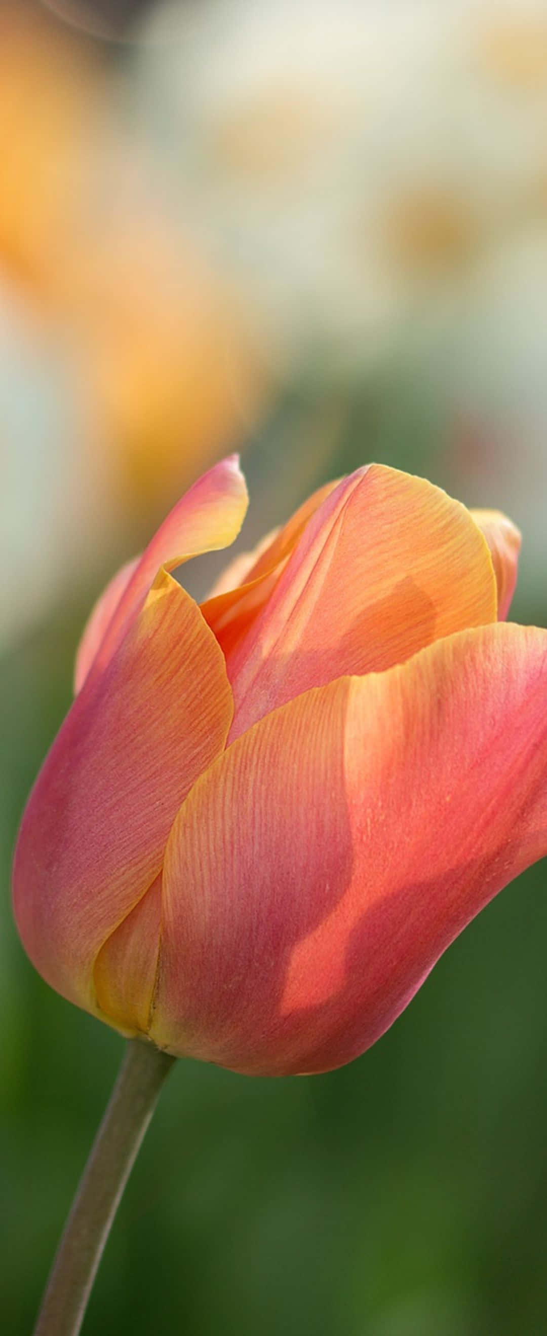 un tulipán de color amarillo y naranja Fondos de pantalla