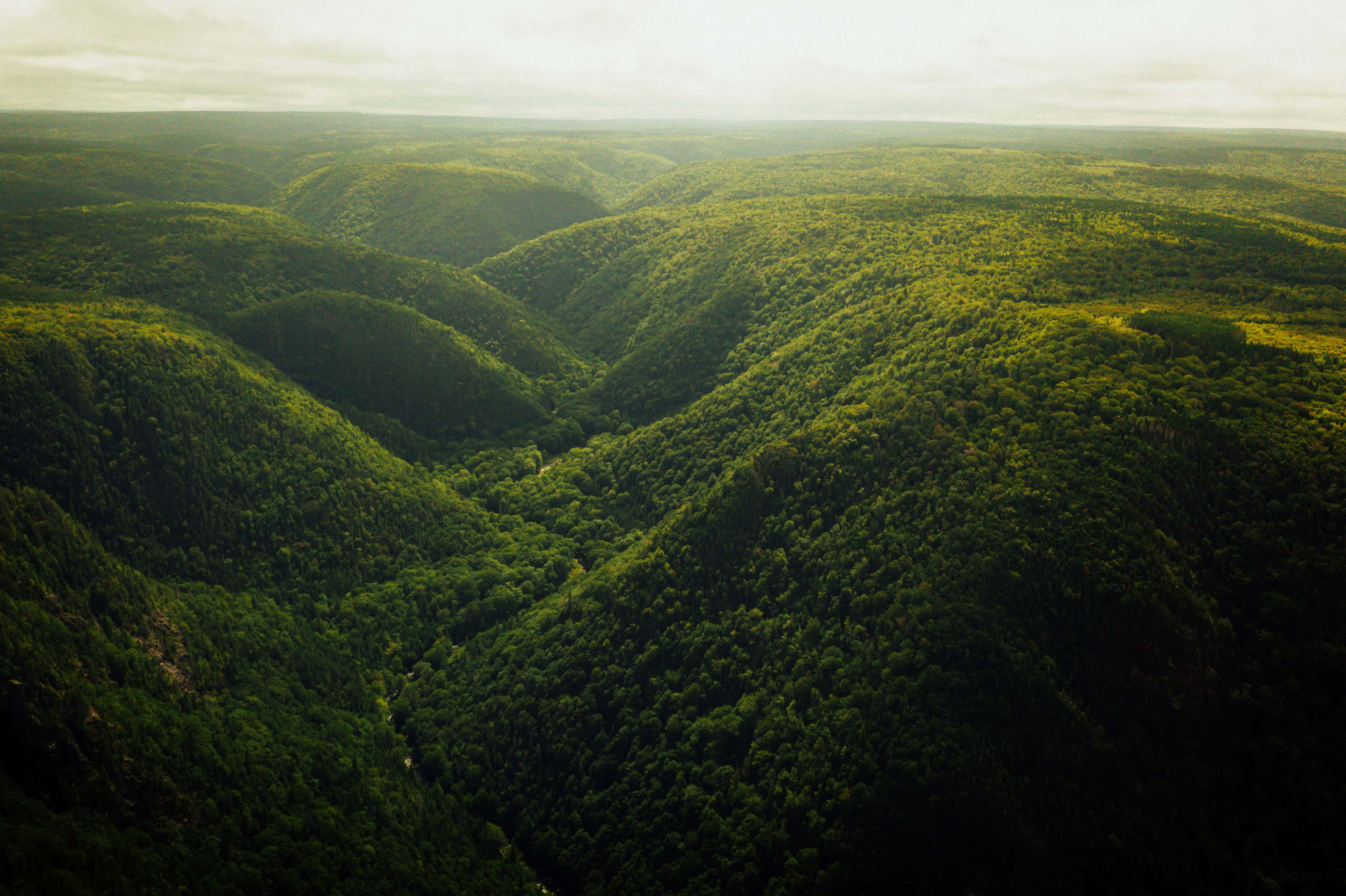 un valle verde con árboles Fondos de pantalla