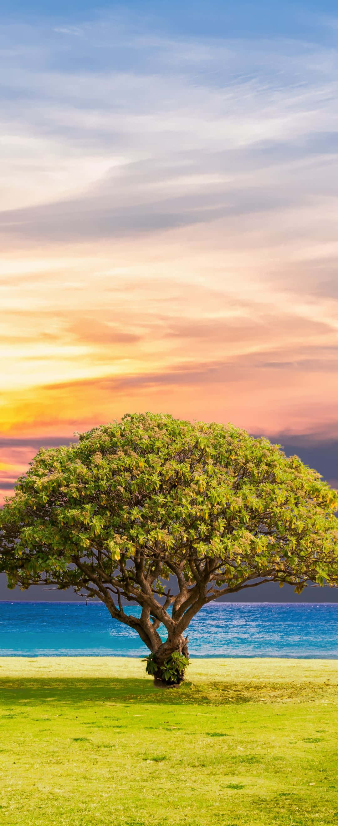 Un valle verde y frondoso en el campo Fondos de pantalla