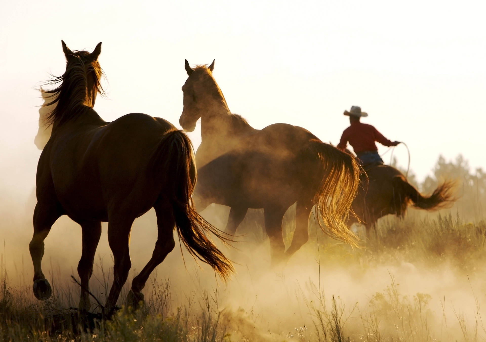Caballos galopando juntos con un vaquero fondo de pantalla