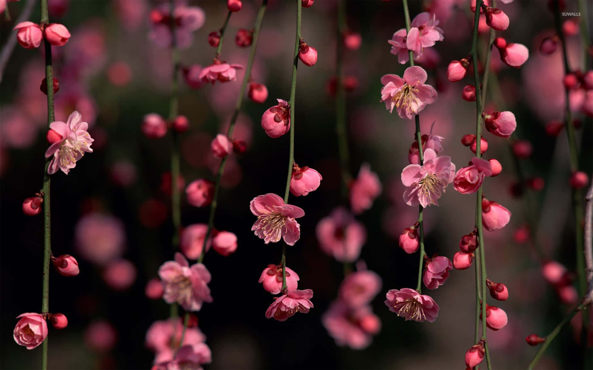 Un Verano Colorido de Flores Rosas Fondos de pantalla