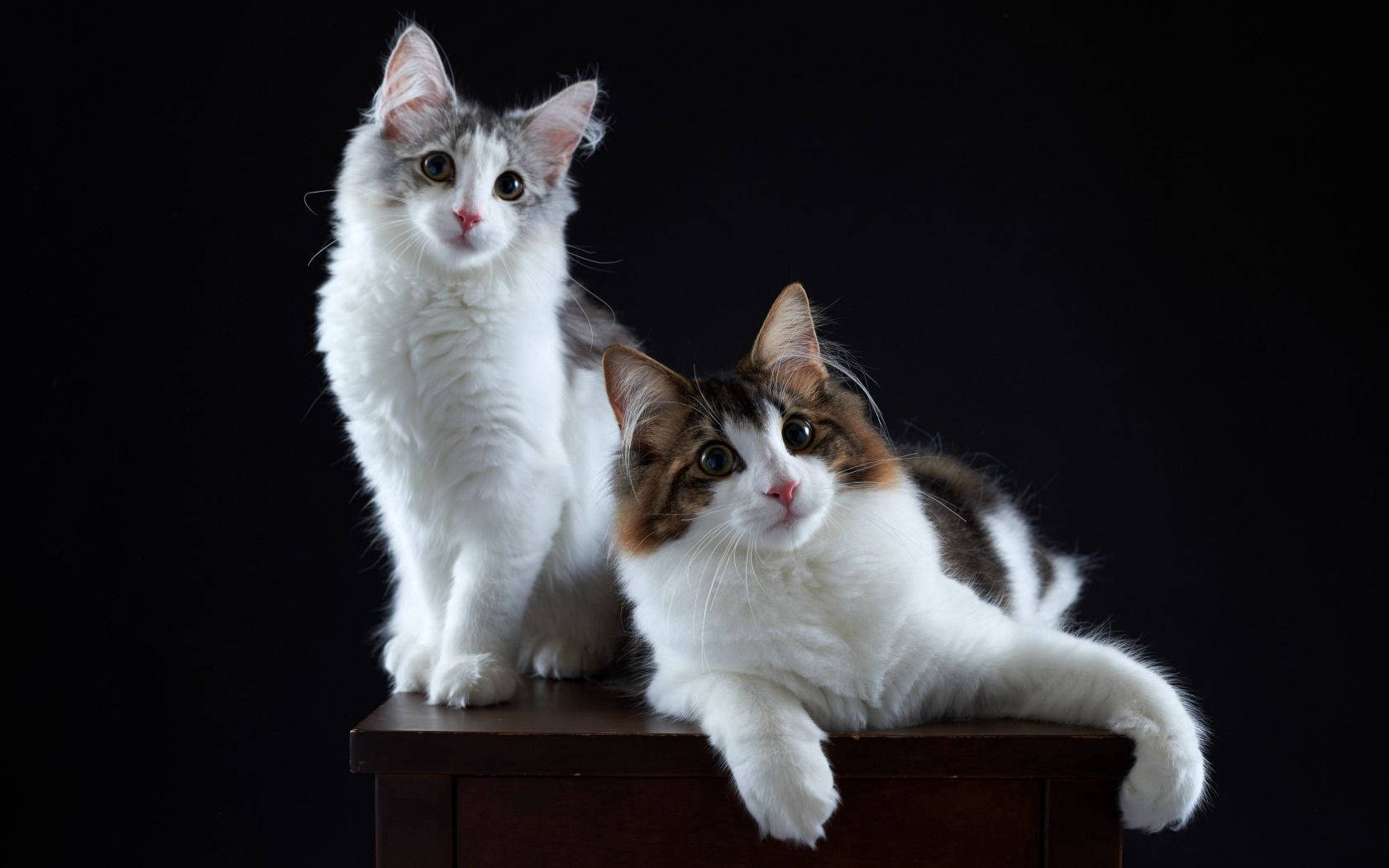 Un Vínculo entre Dos Gatos Fondos de pantalla