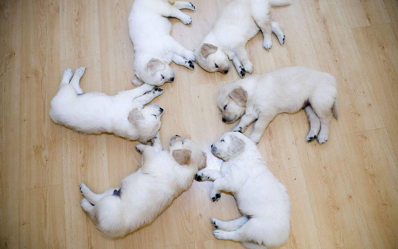 Un Vistazo a la Inocencia - Adorable Cachorro Peludo Fondos de pantalla