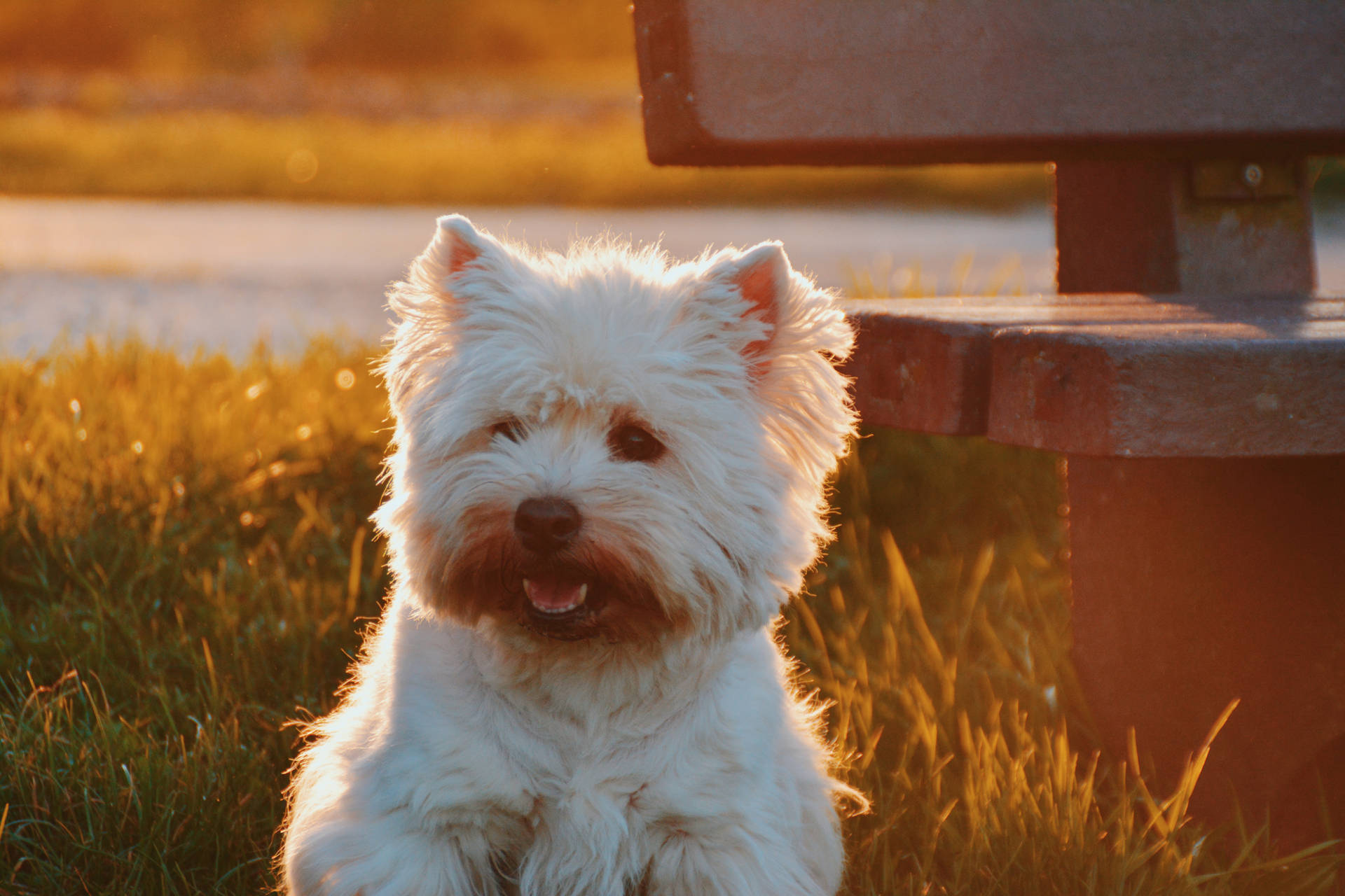 Fondo de pantalla de perro lindo de Westie blanco sobre el pasto junto a una banca al atardecer