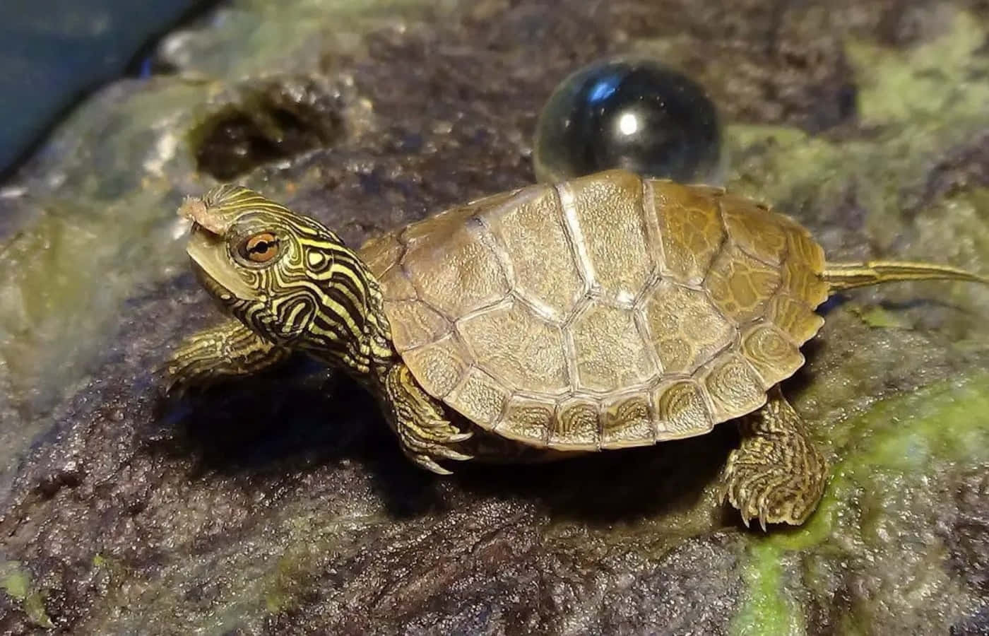 Una adorable tortuga para alegrar tu día Fondos de pantalla