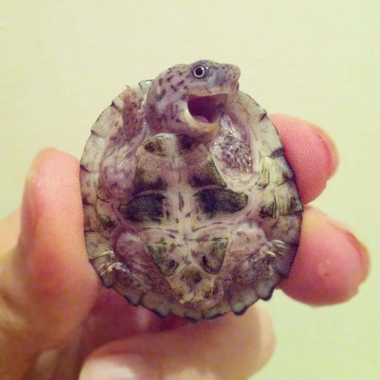 Una adorable tortuga bebé Fondos de pantalla