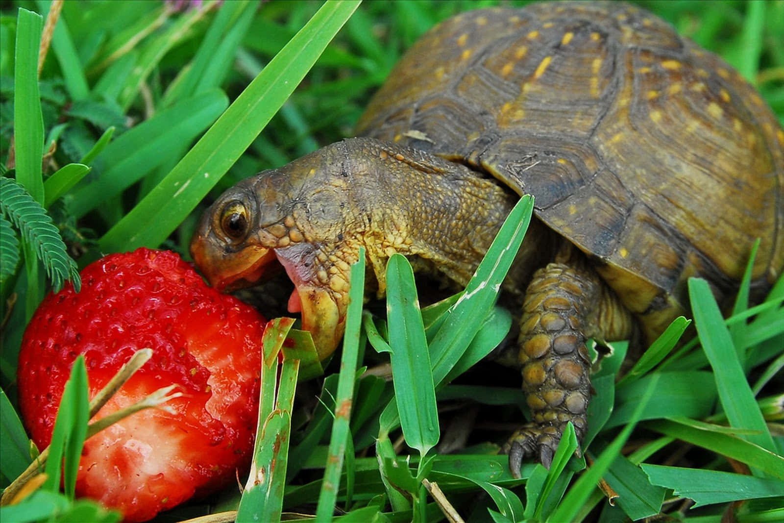 Una adorable tortuguita tomando el sol Fondos de pantalla