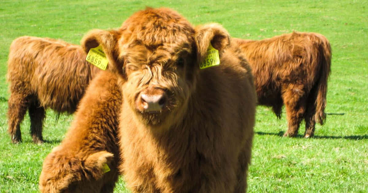 Una adorable vaca mirando hacia arriba con ojos grandes Fondos de pantalla