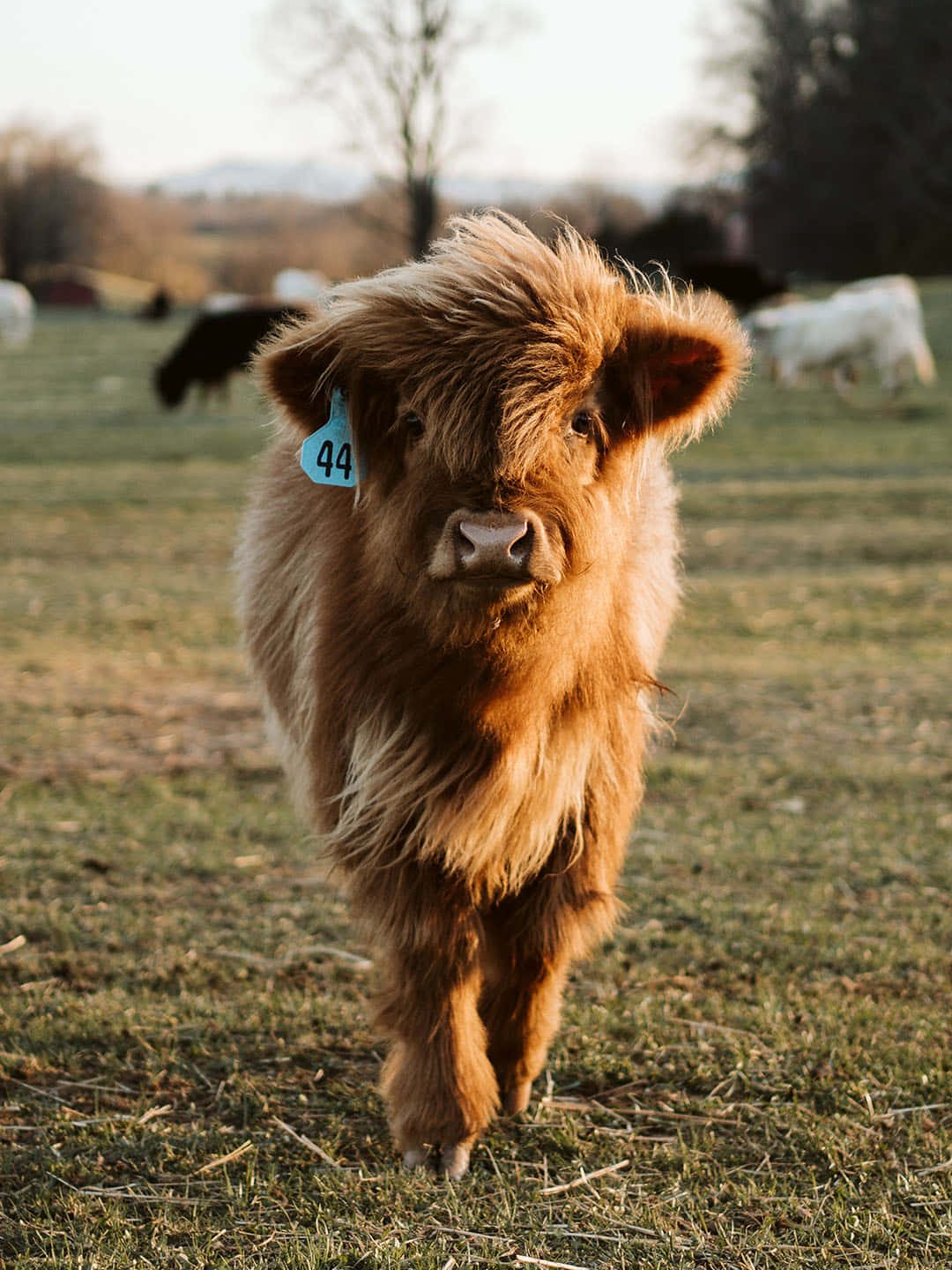 Una adorable vaca mirando a lo lejos Fondos de pantalla