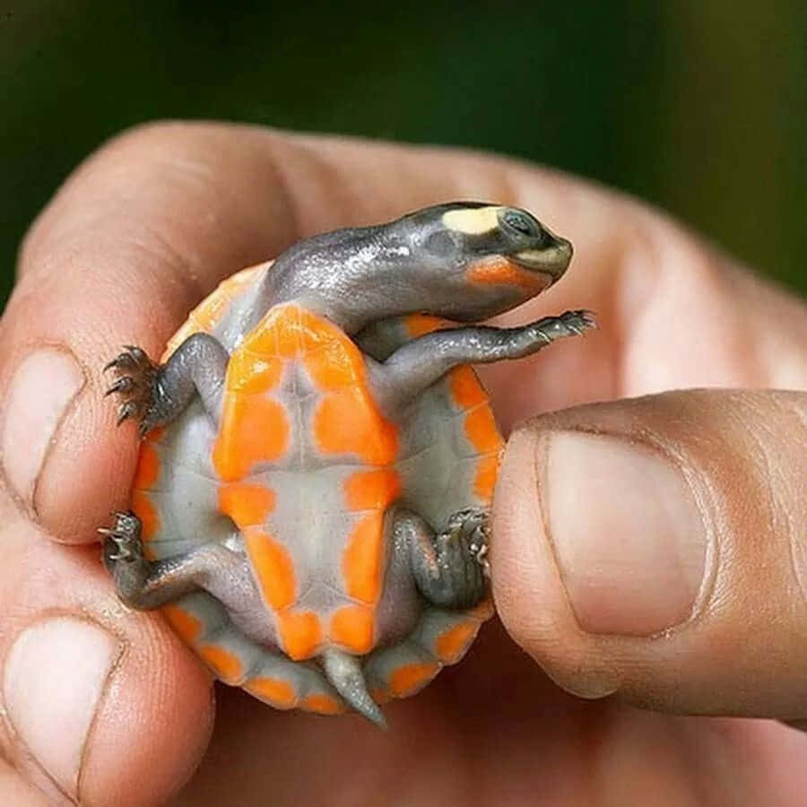 Una adorable y linda tortuga dando un paseo Fondos de pantalla