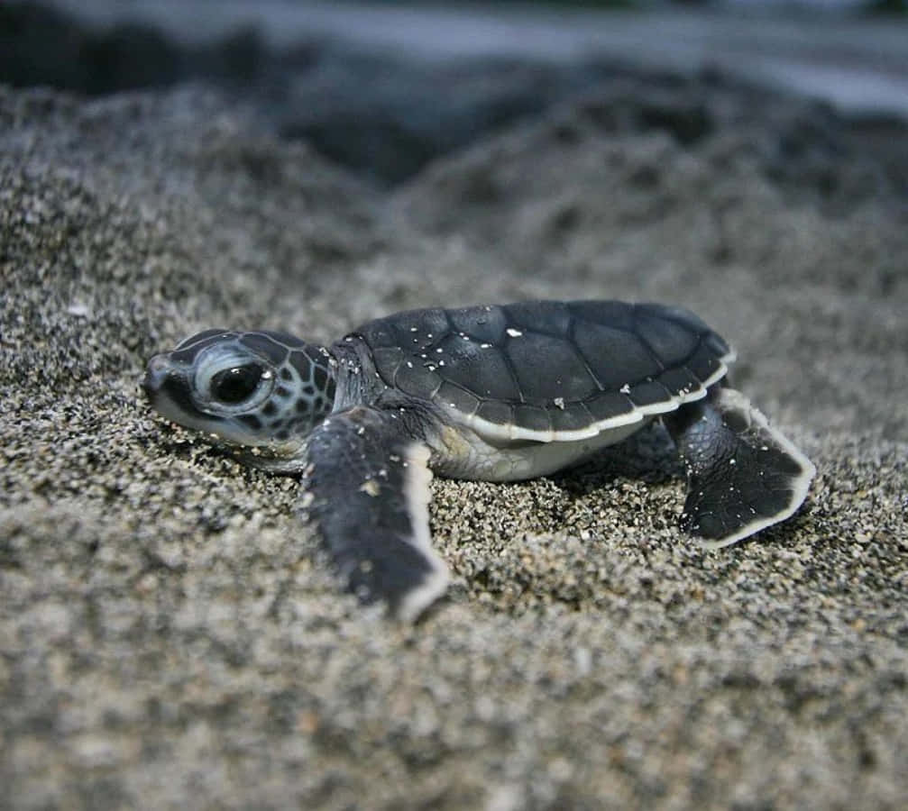 Una adorable y linda tortuga sonriendo Fondos de pantalla